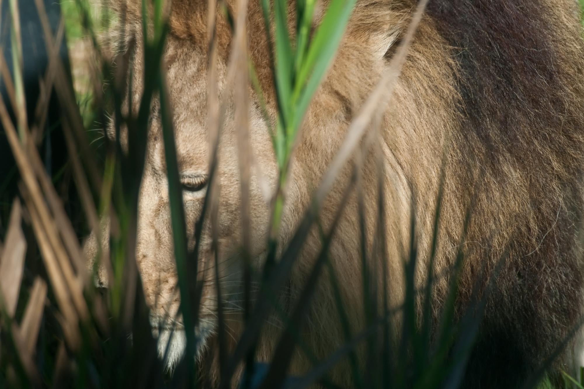 ./20101222_Camouflaged_Lion_Santa_Barbara_Zoo.jpg