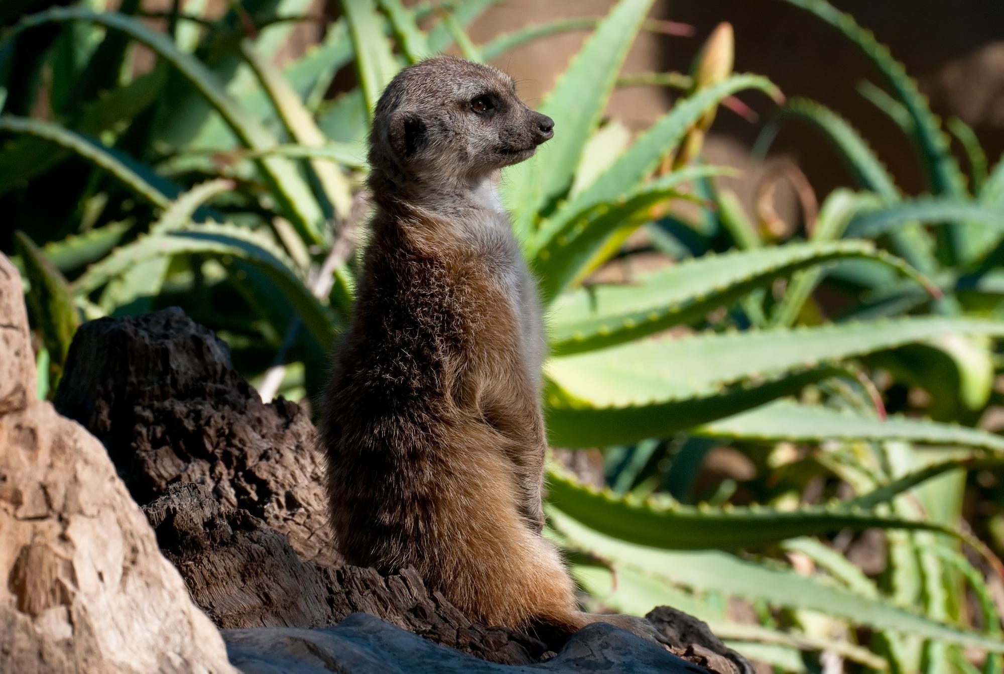 ./20101226_Meerkat_Sentry_Santa_Barbara_Zoo.jpg