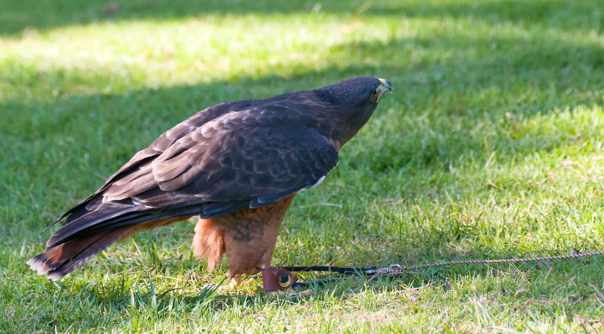 ./20101228_Red_Tailed_Hawk_Santa_Barbara_Zoo.jpg