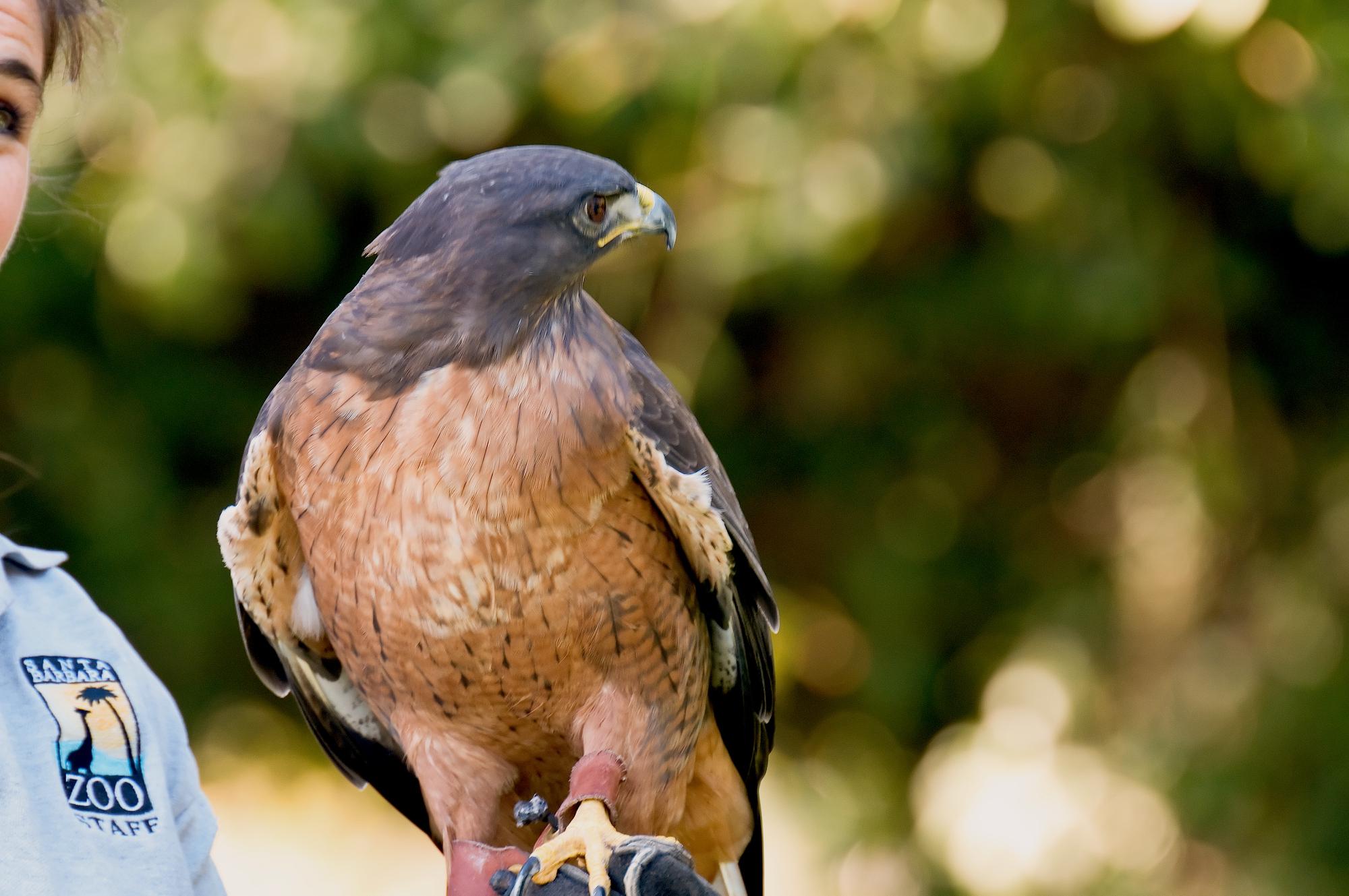 ./20101229_Red_Tailed_Hawk_On_Keepers_Arm.jpg