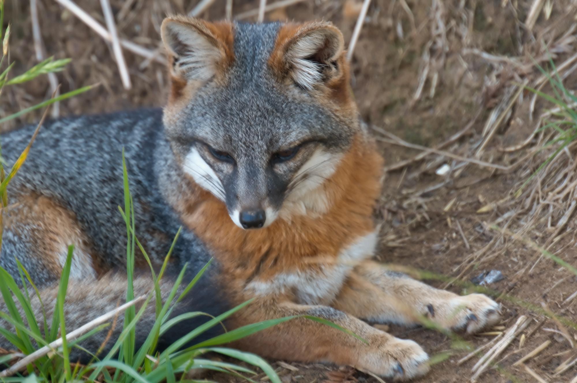 ./20110101_Isaland_Fox_Santa_Barbara_Zoo.jpg