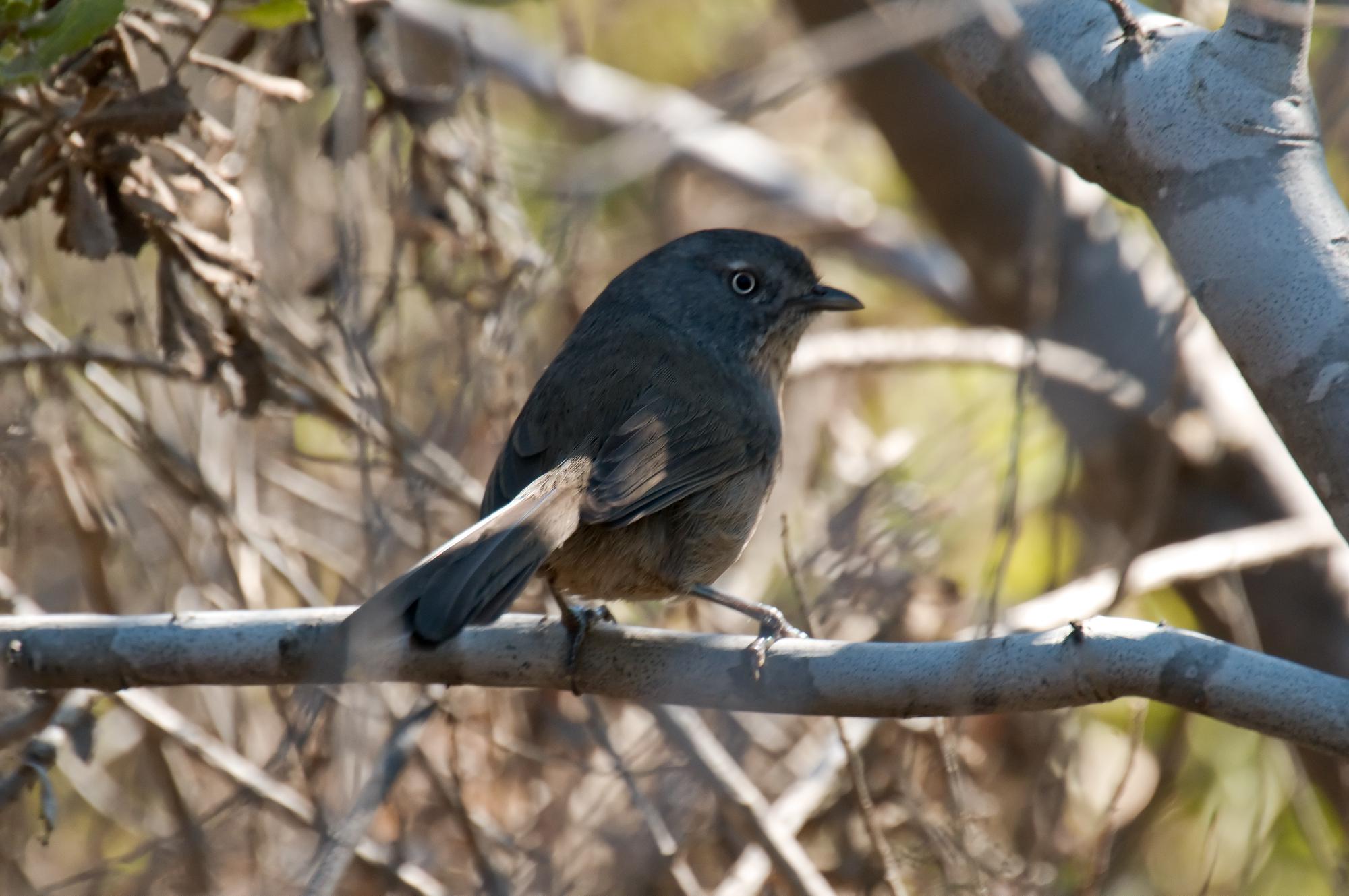 ./20110102_Wrentit_Point_Mugu_State_Park.jpg