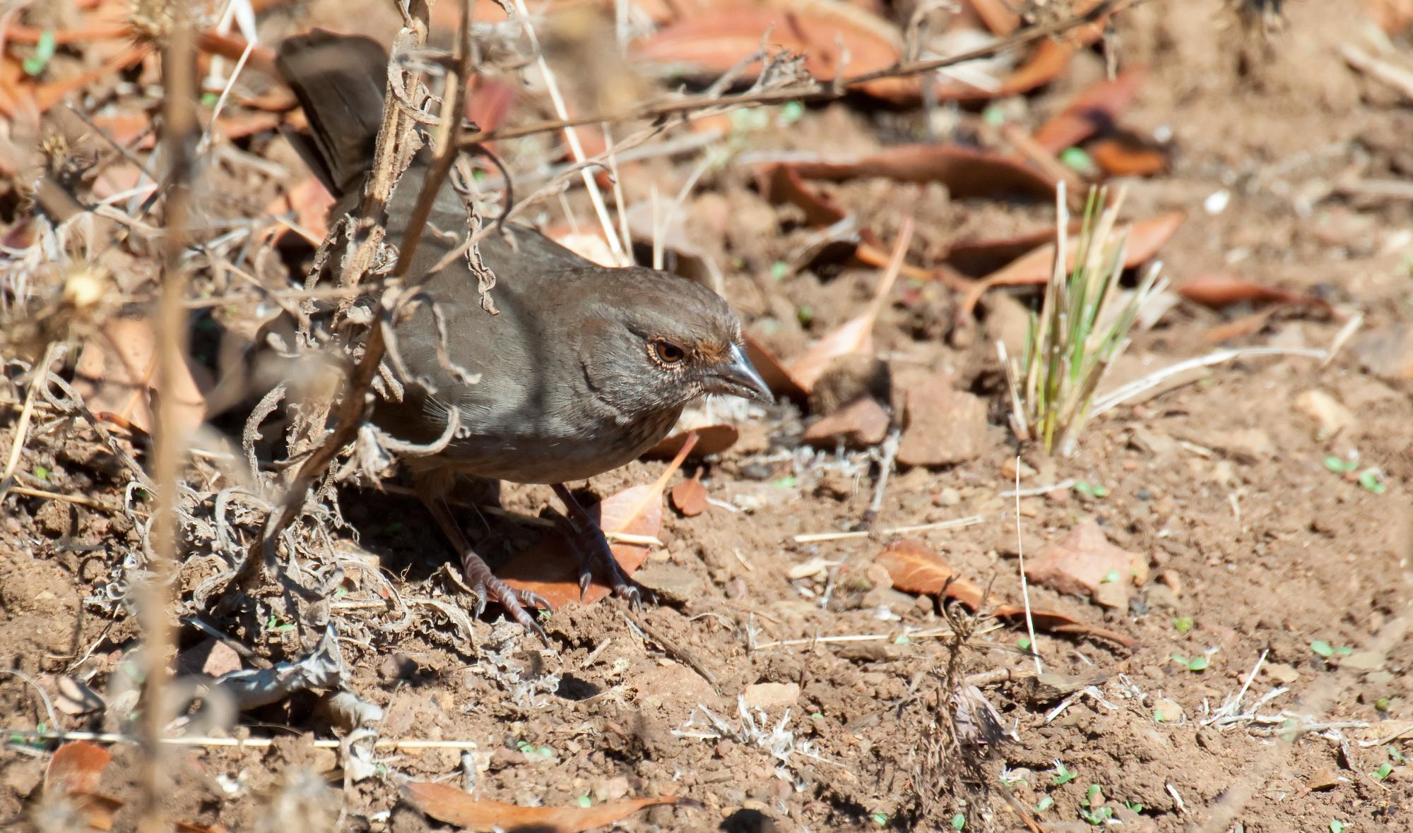 ./20110103_California_Towhee_Point_Mugu_State_Park_Ventura.jpg