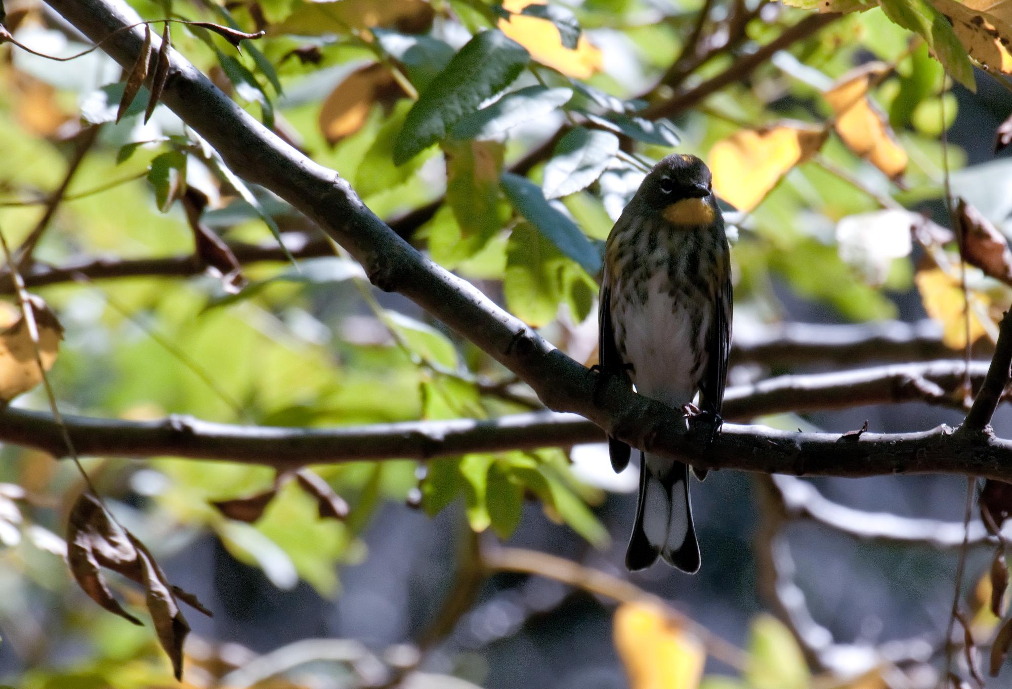 ./20110104_Audubons_Warbler_Point_Mugu_State_Park.jpg