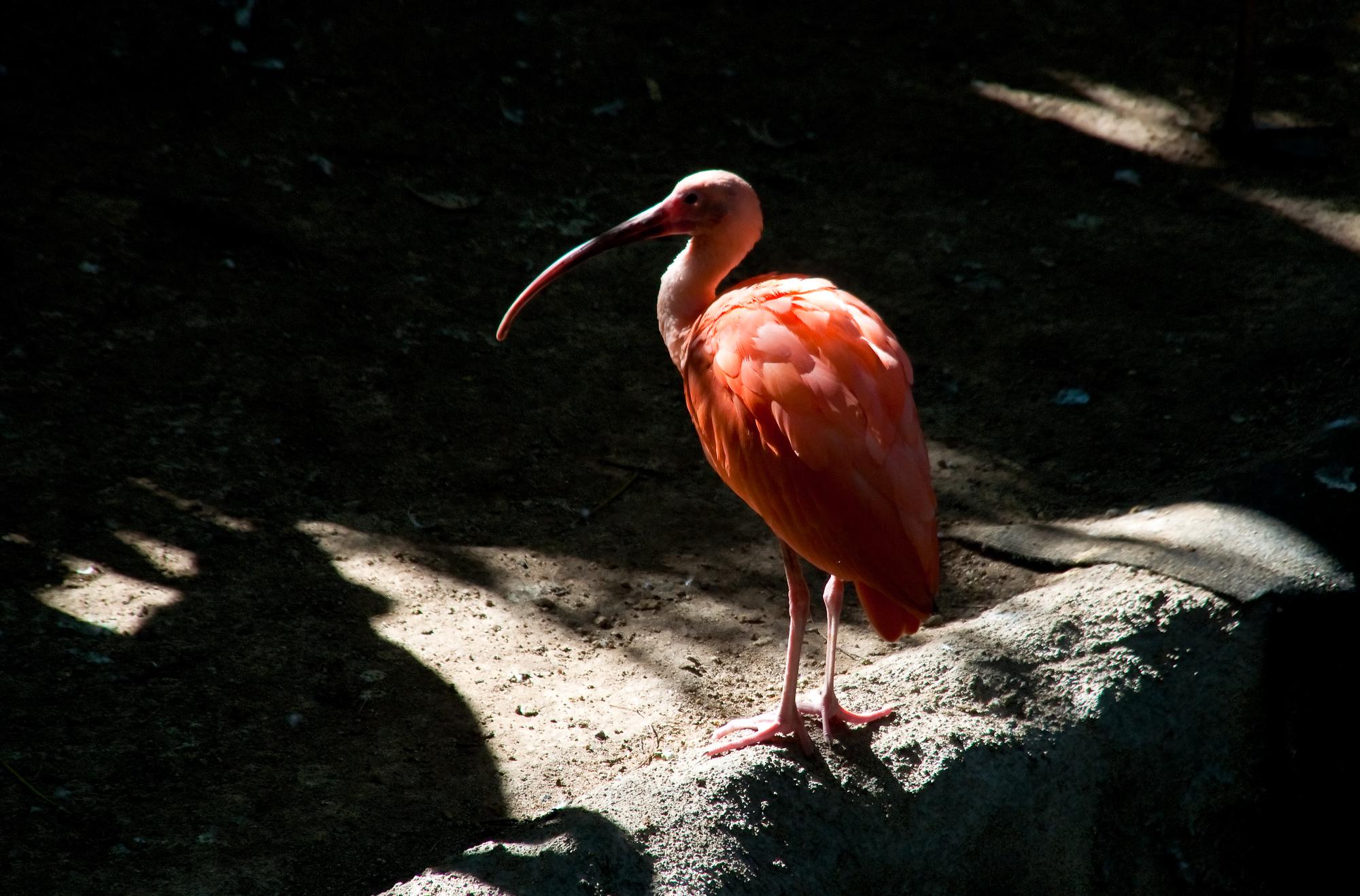 ./20110108_Scarlet_Ibis_In_Shade_Los_Angeles_Zoo.jpg