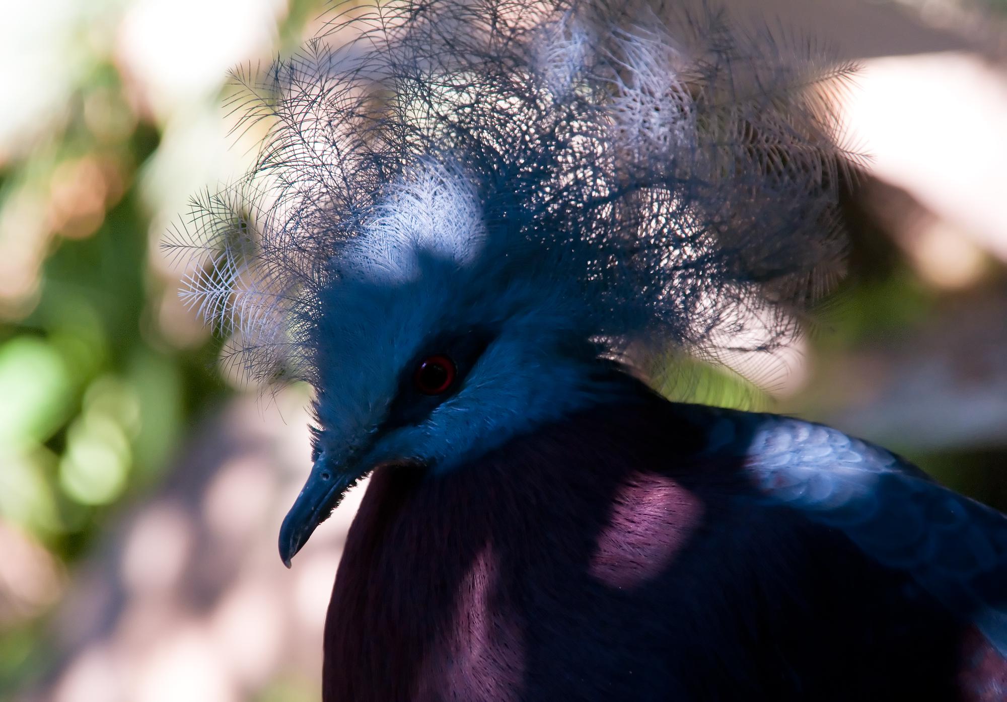 ./20110109_Southern_Creowned_Pigeon_Los_Angeles_Zoo.jpg