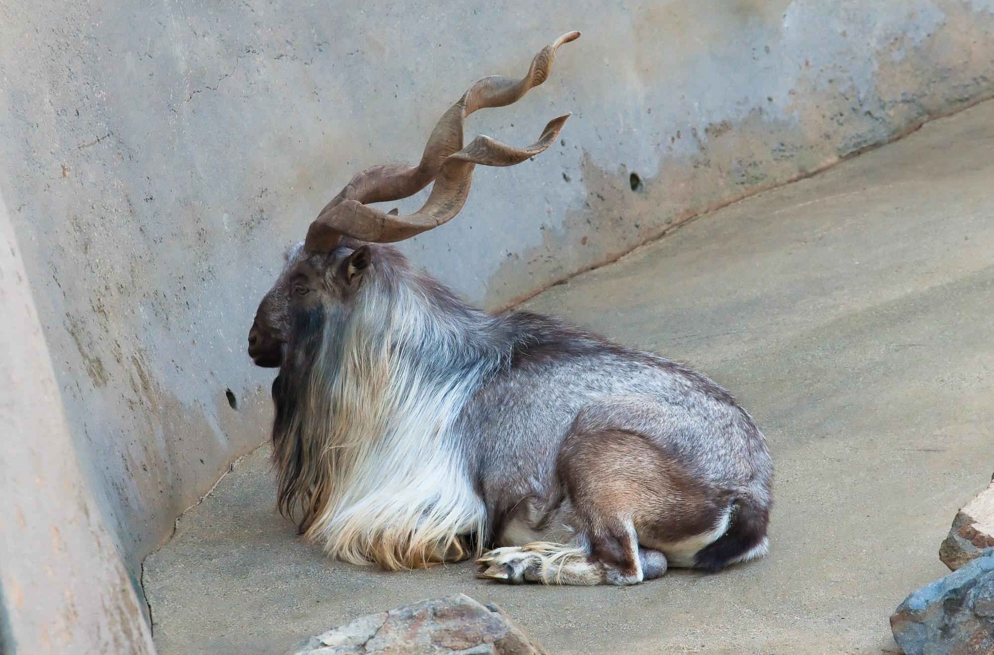 ./20110112_Bukharan_Markhor_LA_Zoo.jpg