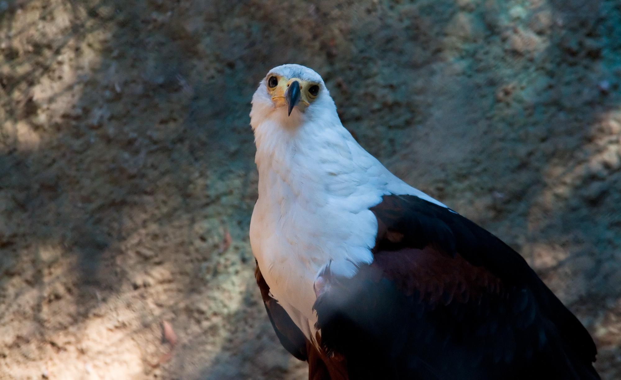 ./20110116_African_Fish_Eagle_Los_Angeles_Zoo.jpg