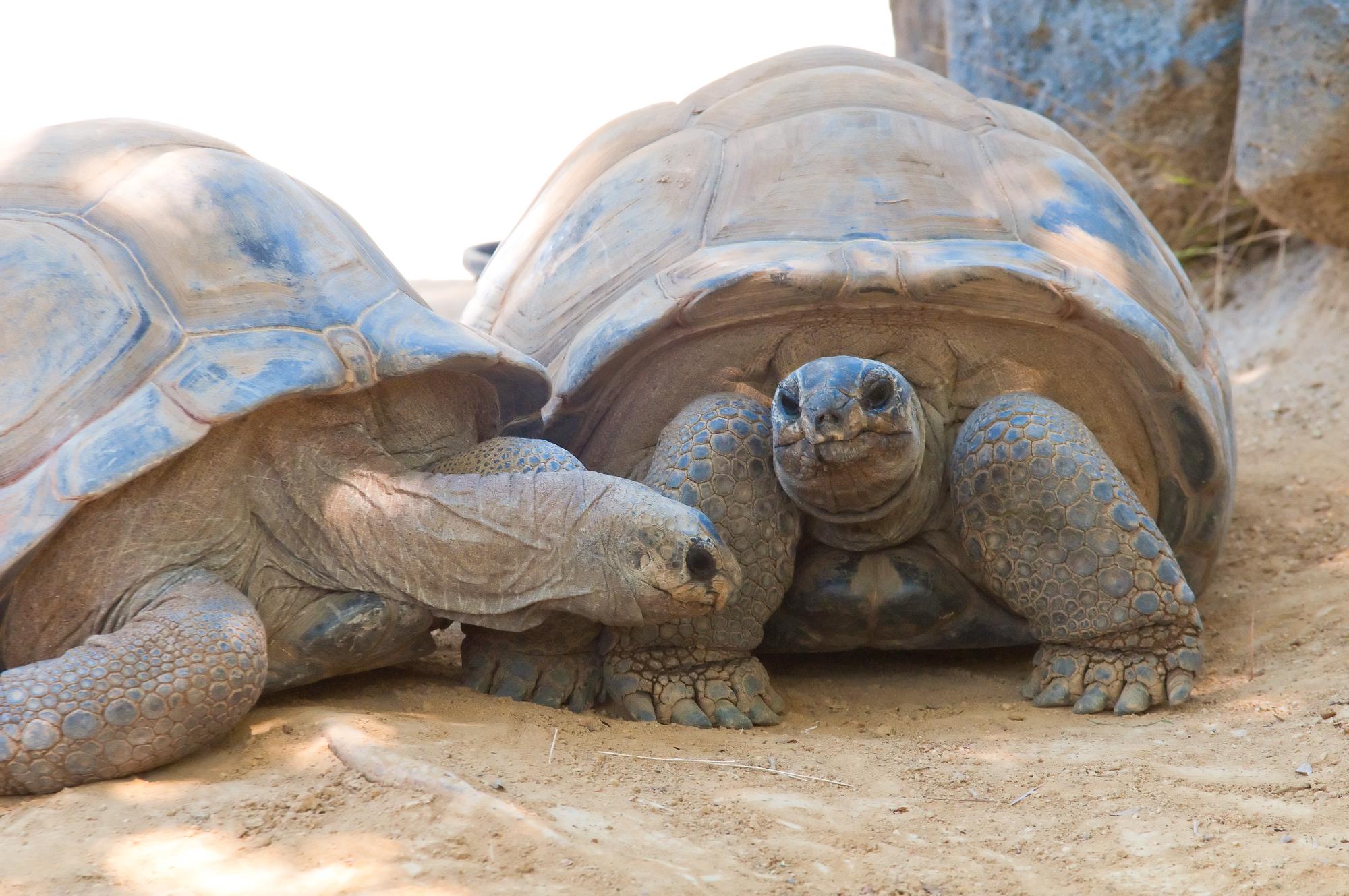 ./20110122_Aldabra_Tortoise_Los_Angeles_Zoo.jpg