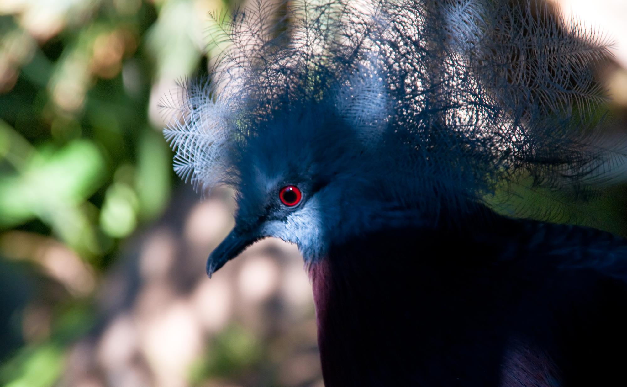 ./20110123_Southern_Crowned_Pigeon_Los_Angeles_Zoo.jpg