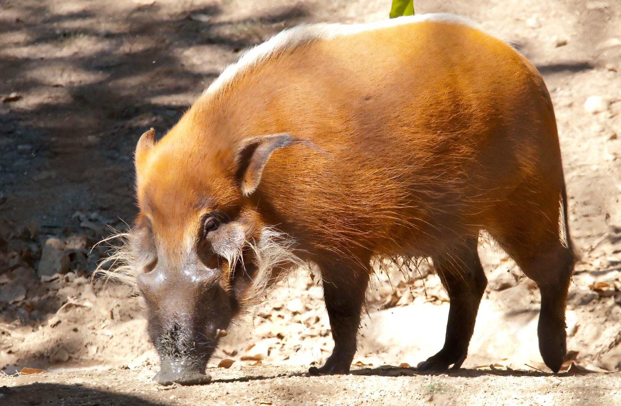 ./20110125_Red_River_Hog_Los_Angeles_Zoo.jpg