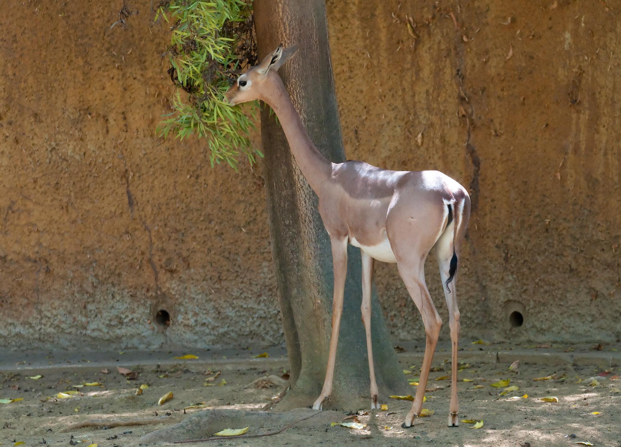 ./20110127_Gerenuk_Los_Angeles_Zoo.jpg