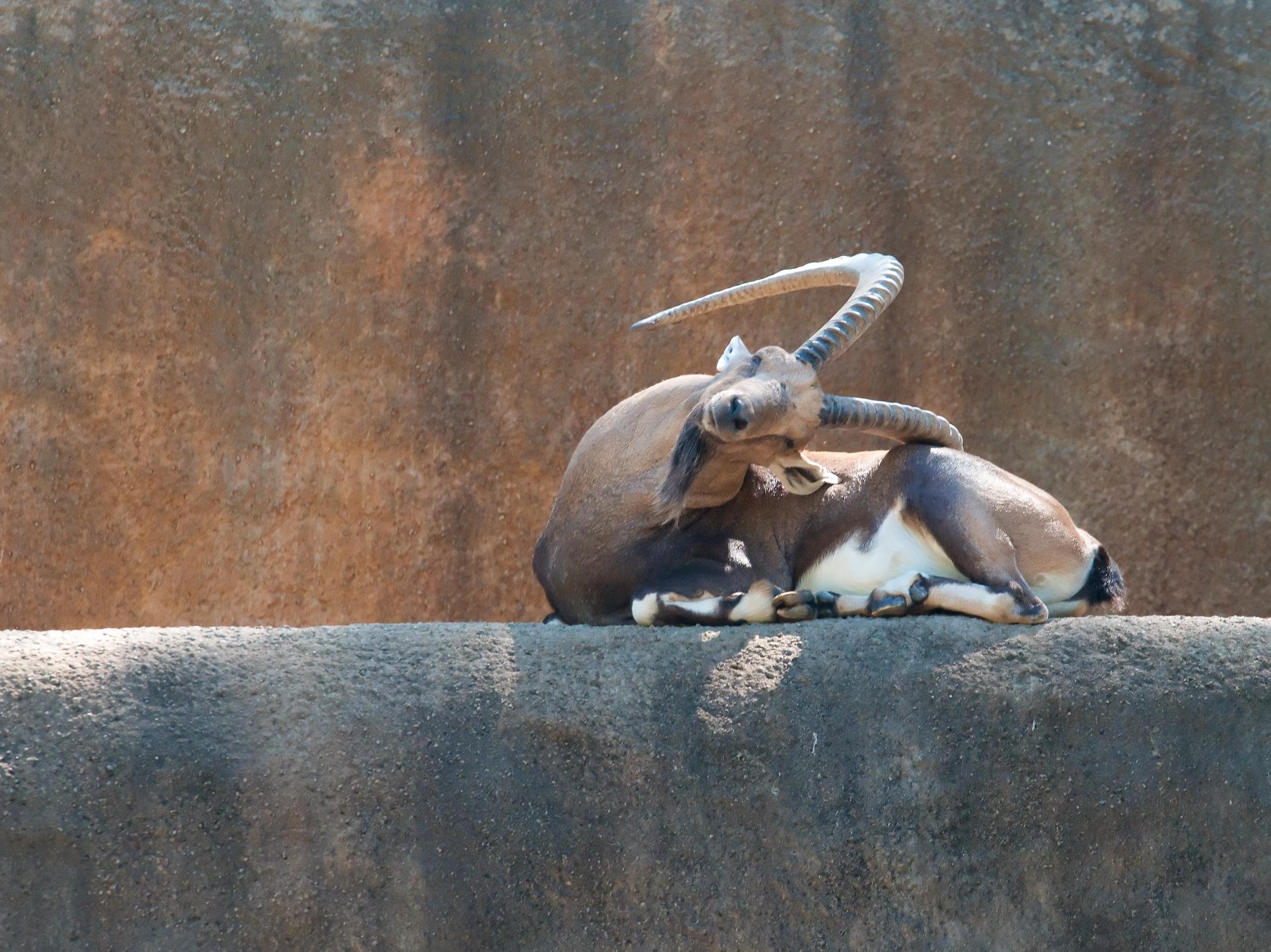 ./20110128_Nubian_Ibex_Los_Angeles_Zoo.jpg