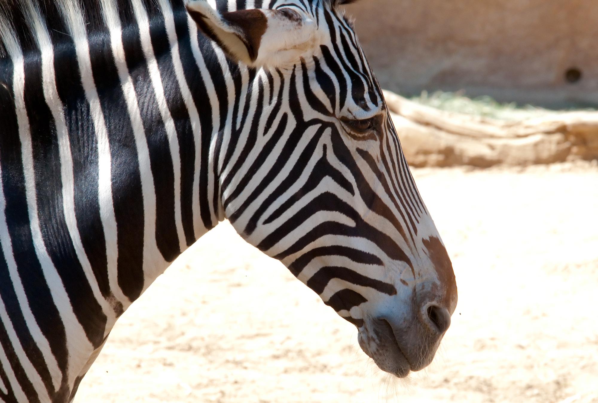 ./20110129_Grevys_Zebra_Los_Angeles_Zoo.jpg