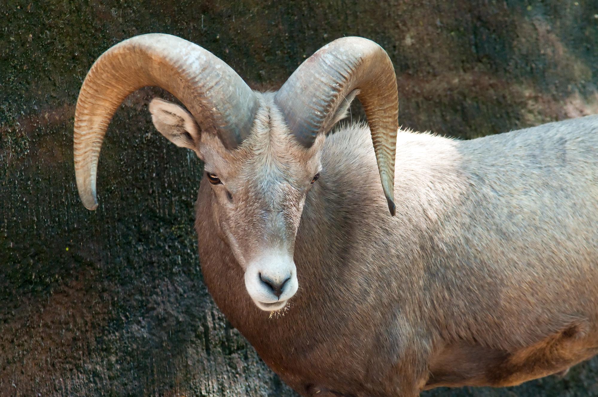 ./20110130_Desert_Bighorn_Sheep_Los_Angeles_Zoo.jpg