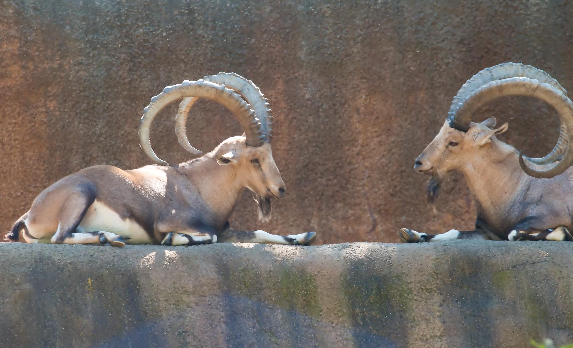 ./20110131_Nubian_Ibex_Los_Angeles_Zoo.jpg