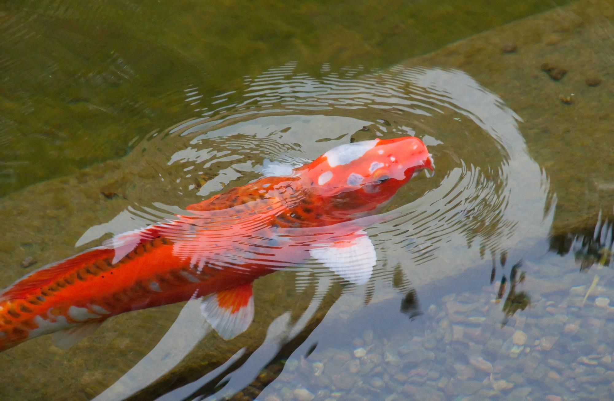 ./20110205_Koi_Lily_Pond_Balboa_Park.jpg