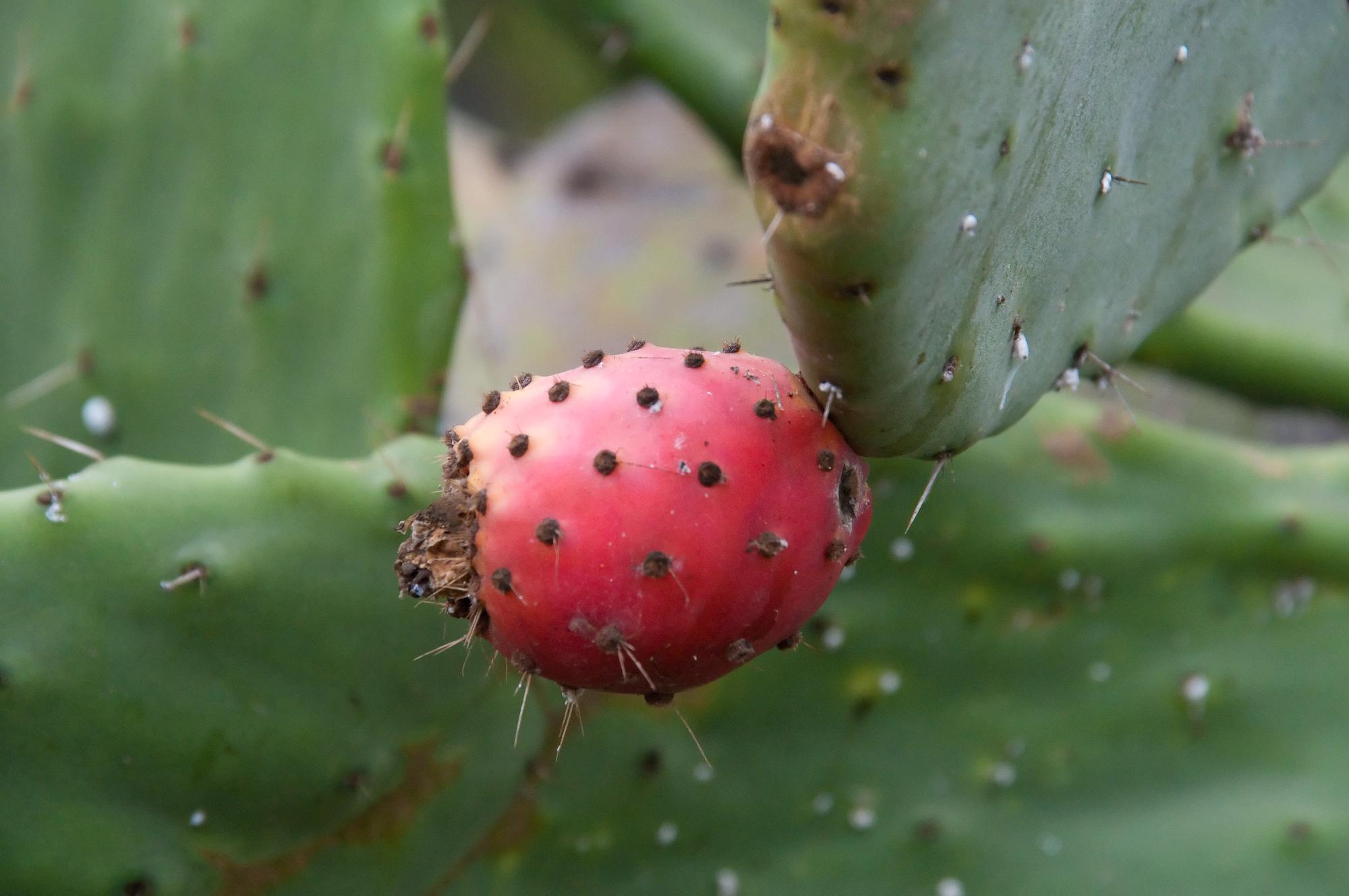 ./20110212_Opuntia_Old_Cactus_Garden_Balboa_Park.jpg