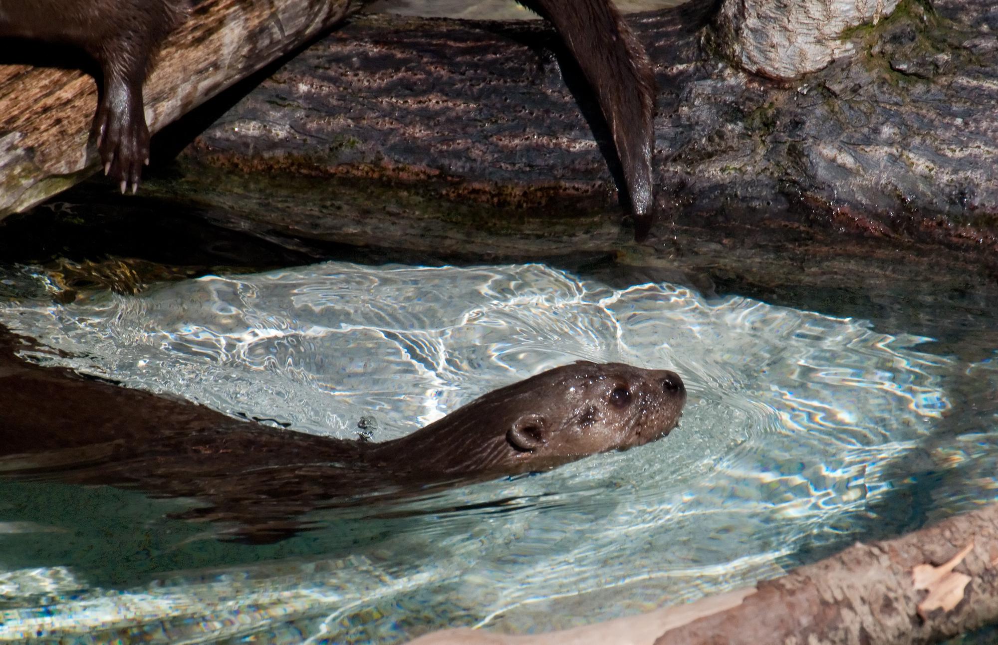 ./20110221_Spotted_Necked_Otter_San_Diego_Zoo.jpg