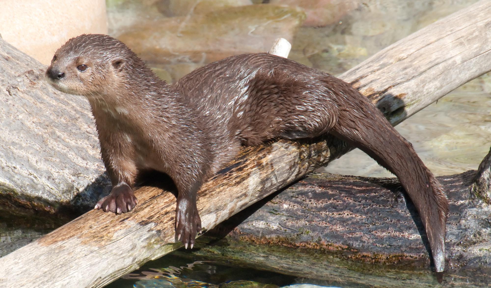 ./20110222_Spotted_Necked_Otter_San_Diego_Zoo.jpg