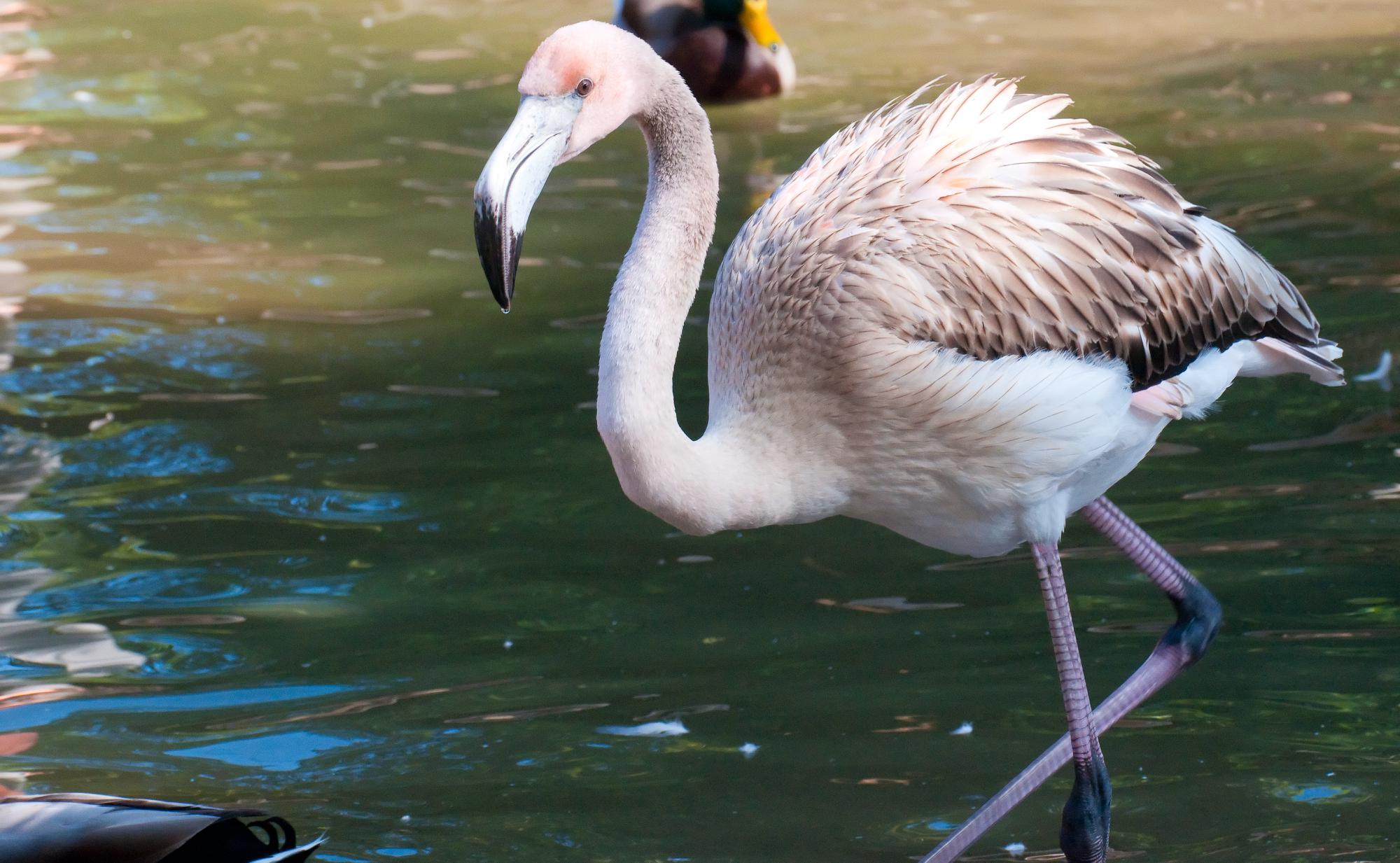 ./20110228_Chilean_Flamingo_San_Diego_Zoo.jpg