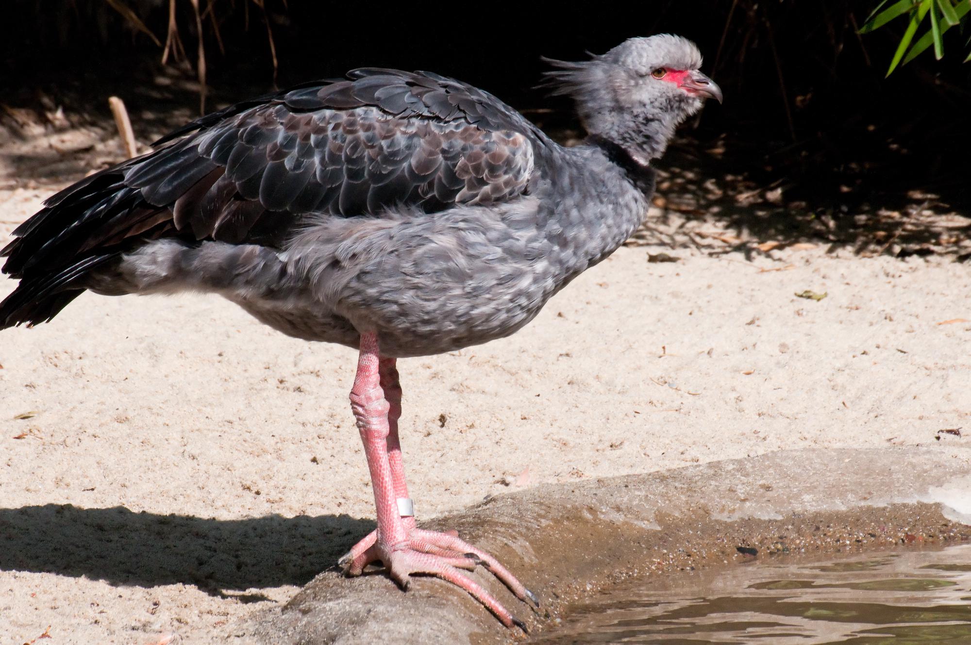 ./20110301_Unknown_Bird_San_Diego_Zoo.jpg