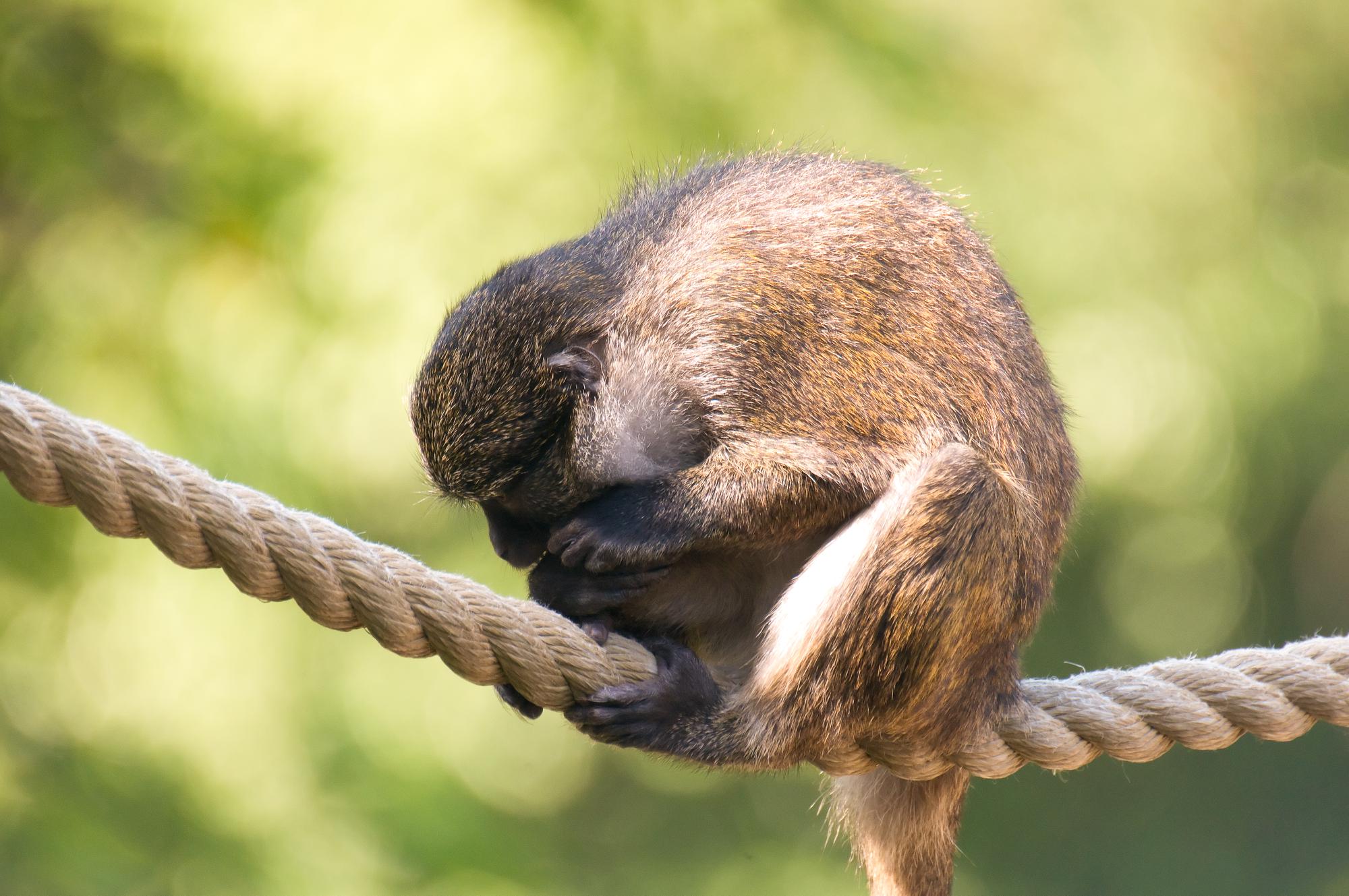 ./20110302_Schmidts_Spot_Nosed_Guenon_San_Diego_Zoo.jpg