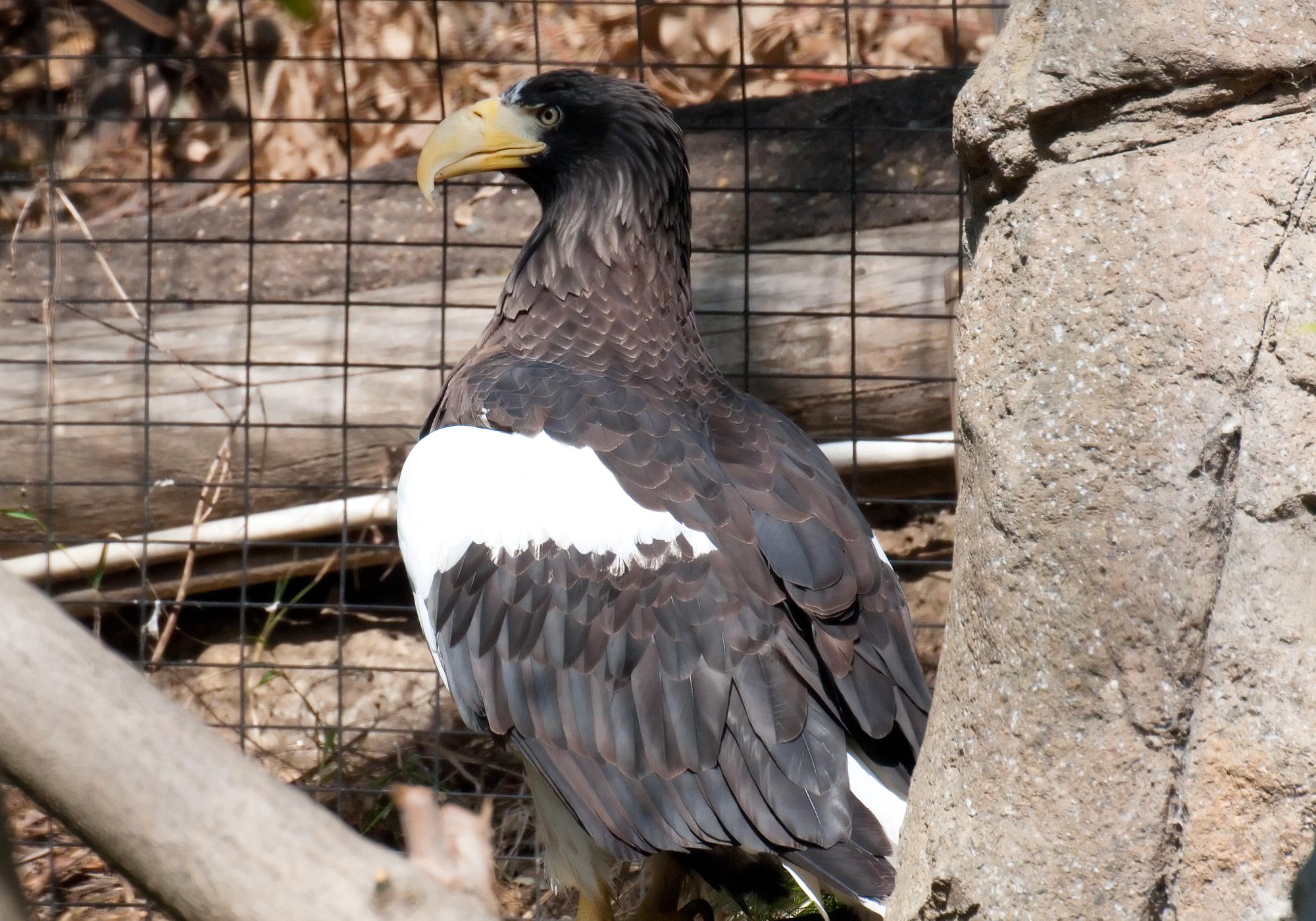 ./20110304_Stellars_Sea_Eagle_San_Diego_Zoo.jpg