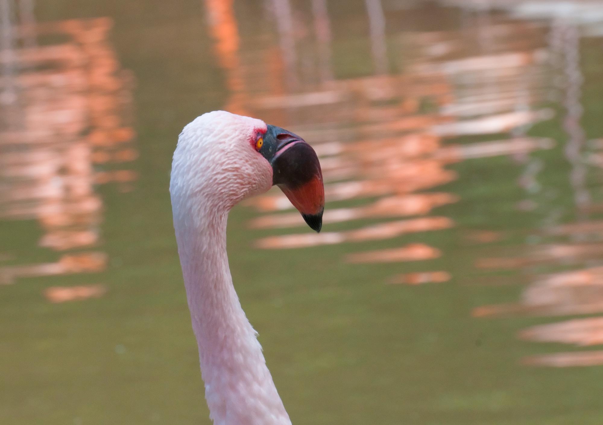 ./20110306_Lesser_Flamingo_San_Diego_Zoo.jpg