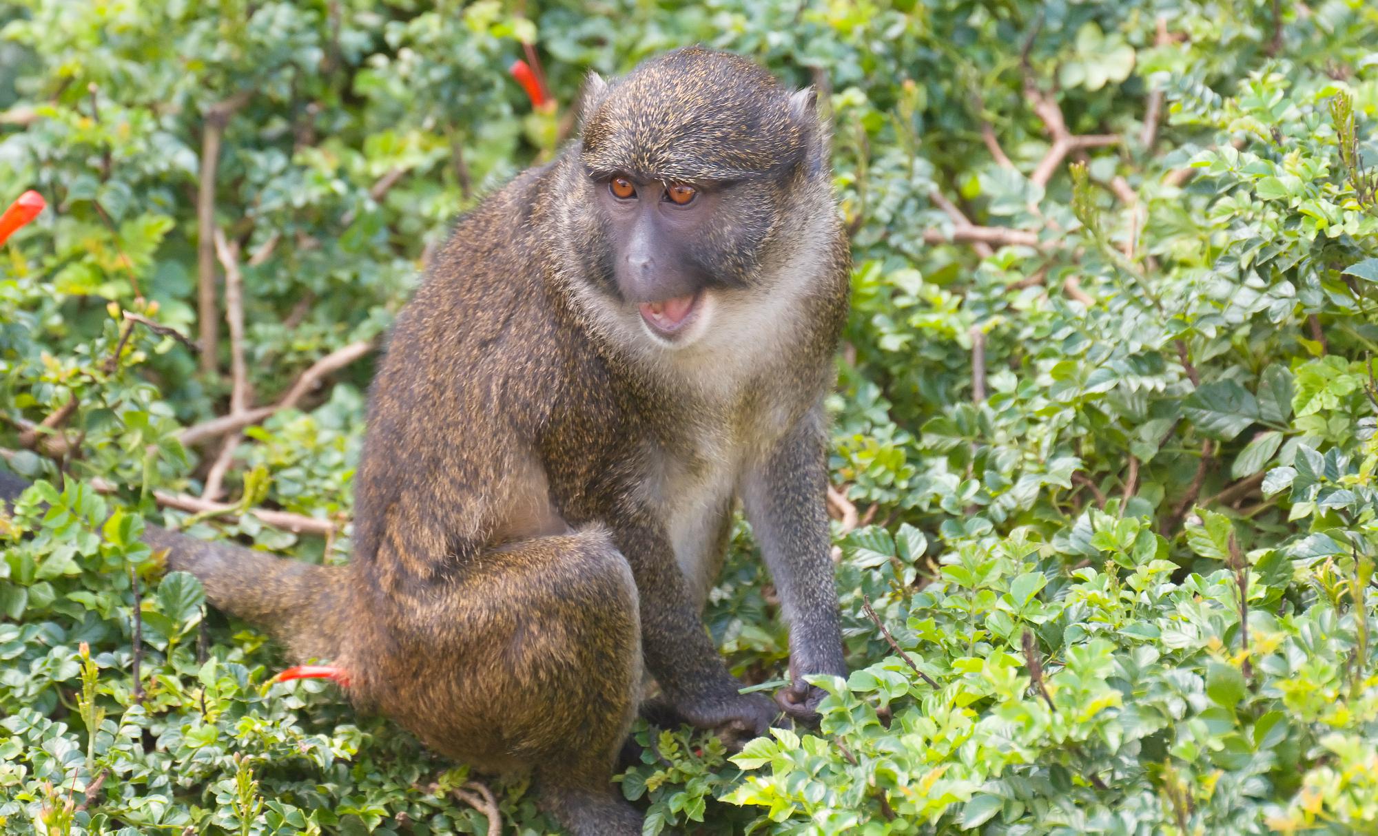 ./20110308_Schmidts_Spot-nosed_Guenon_San_Diego_Zoo.jpg