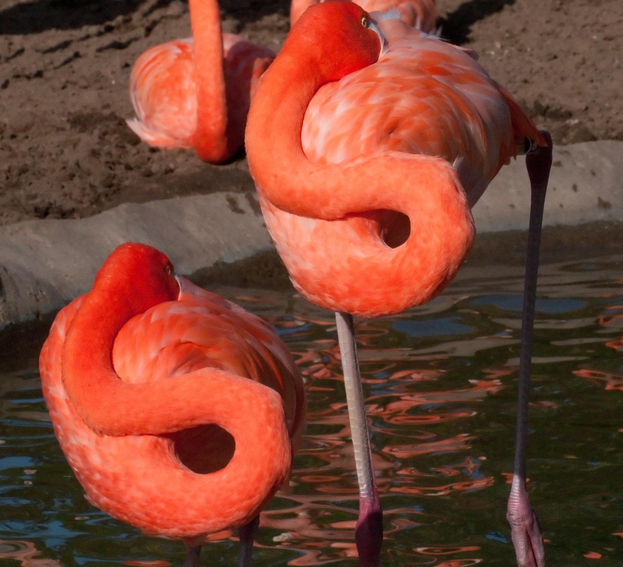 ./20110309_Caribbean_Flamingo_San_Diego_Zoo.jpg