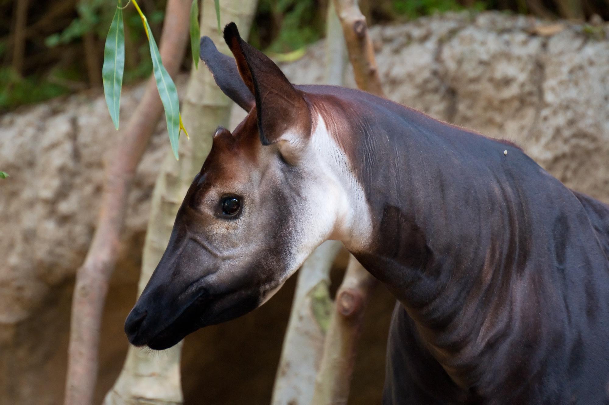 ./20110310_Okapi_San_Diego_Zoo.jpg