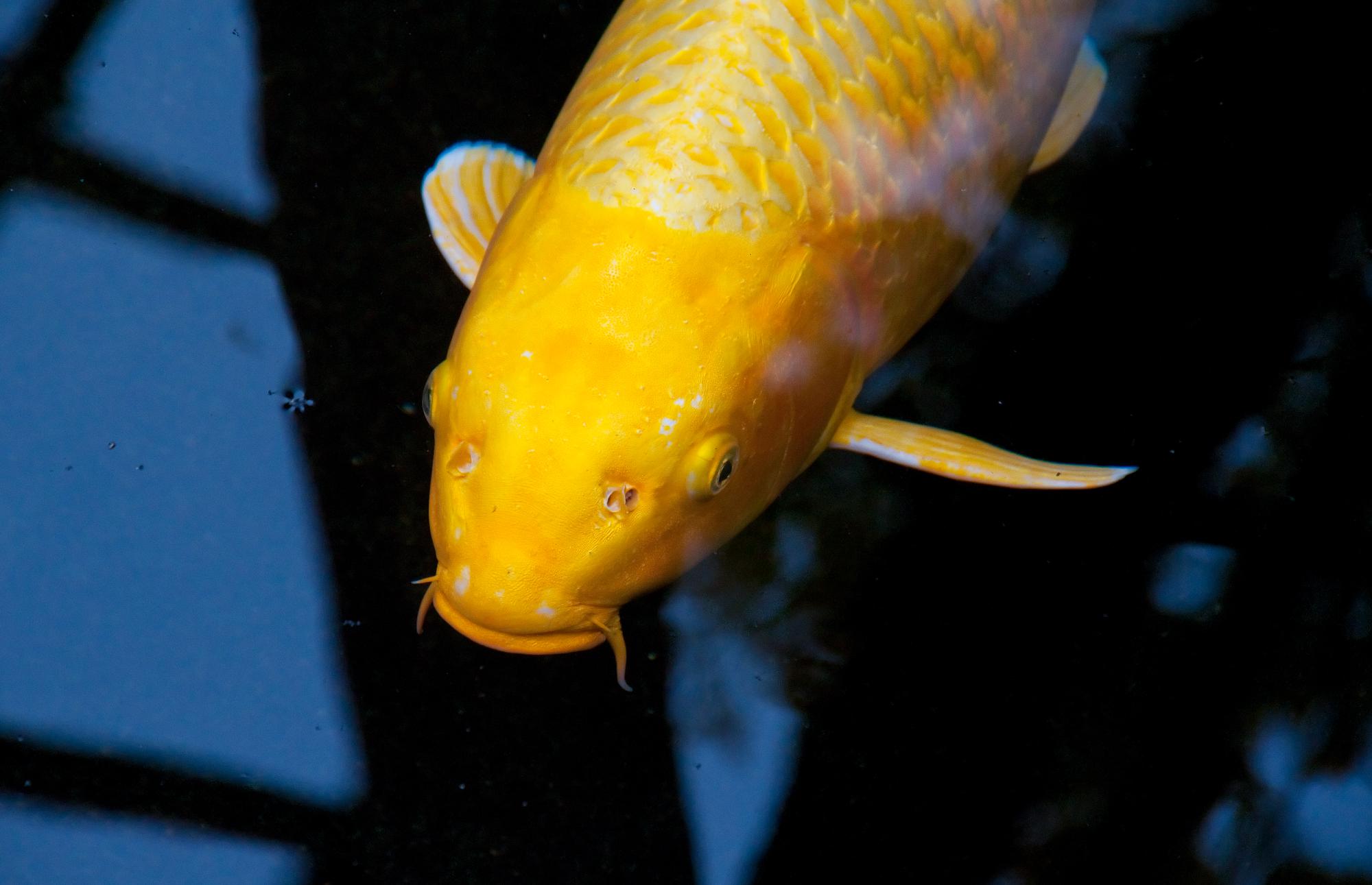 ./20110314_Koi_Lily_Pond_Balboa_Park.jpg