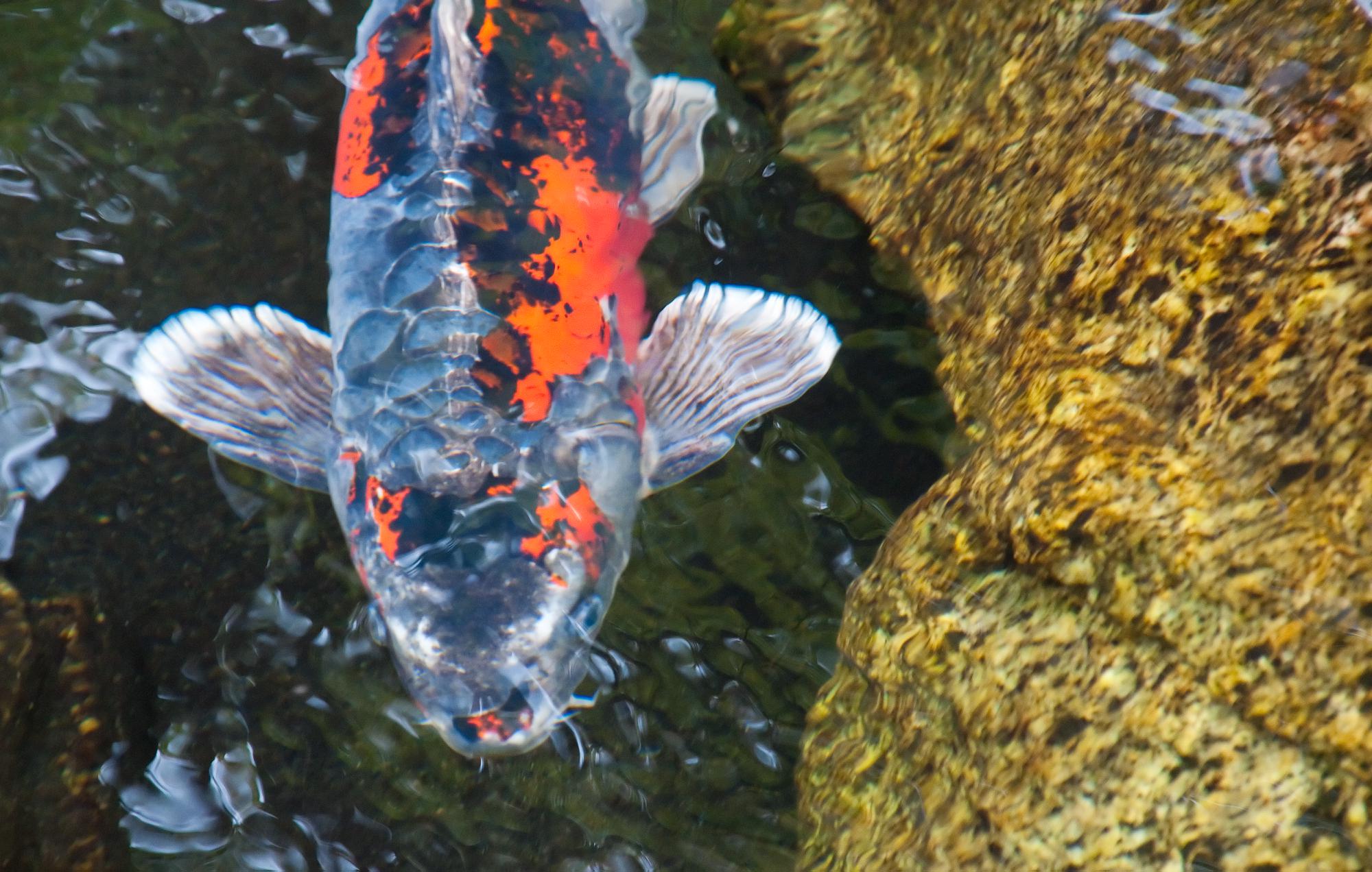 ./20110322_Koi_Japanese_Garden_Balboa_Park.jpg