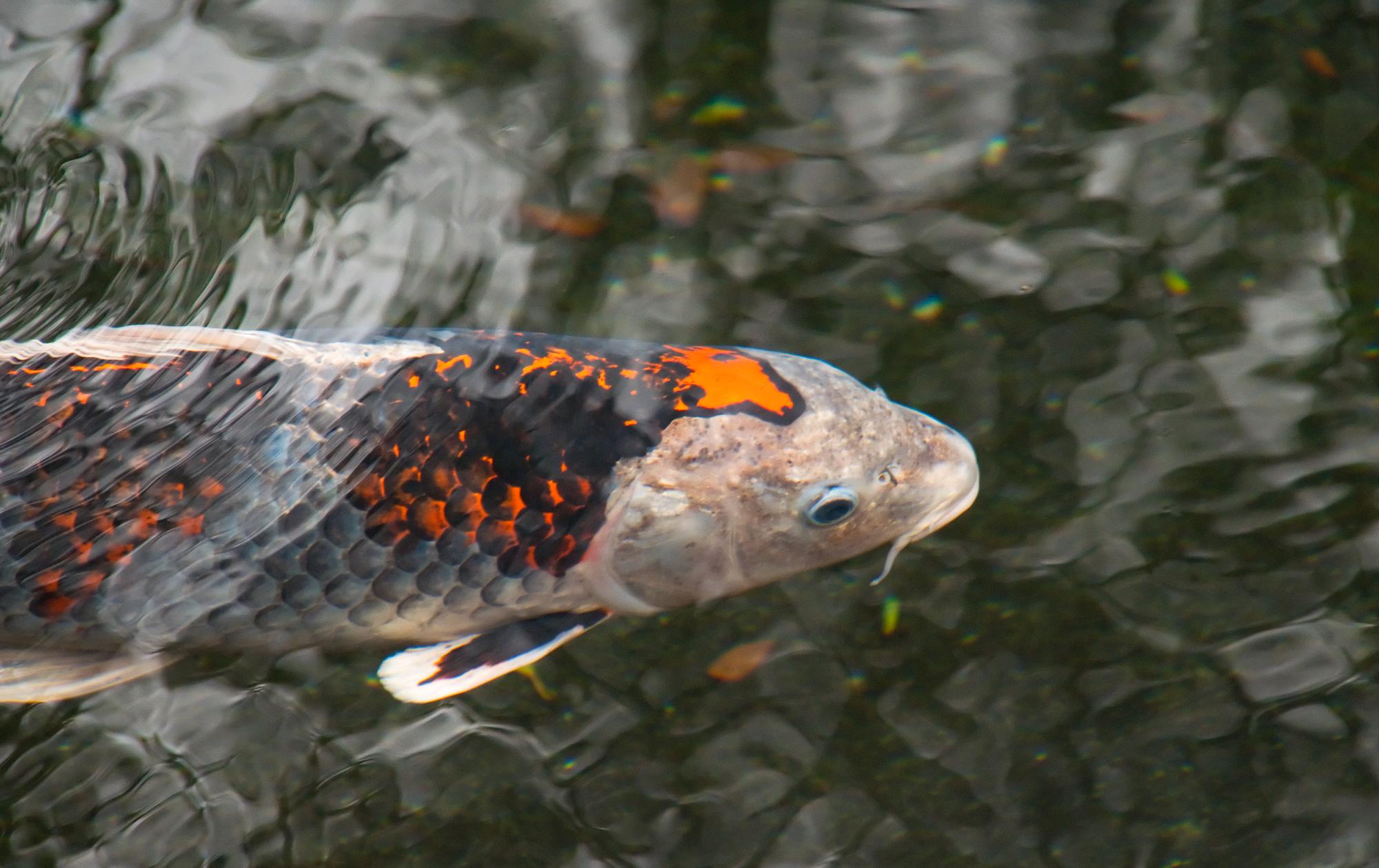 ./20110324_Koi_Beneath_Ripples_Japanese_Garden_Balboa_Park.jpg