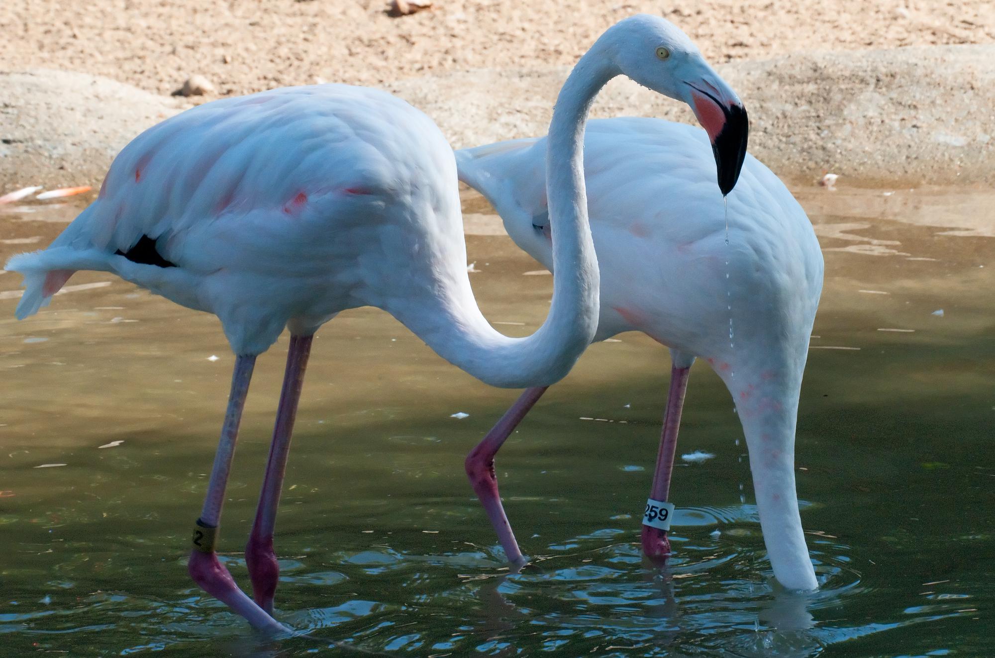 ./20110325_Chilean_Flamingo_San_Diego_Zoo.jpg