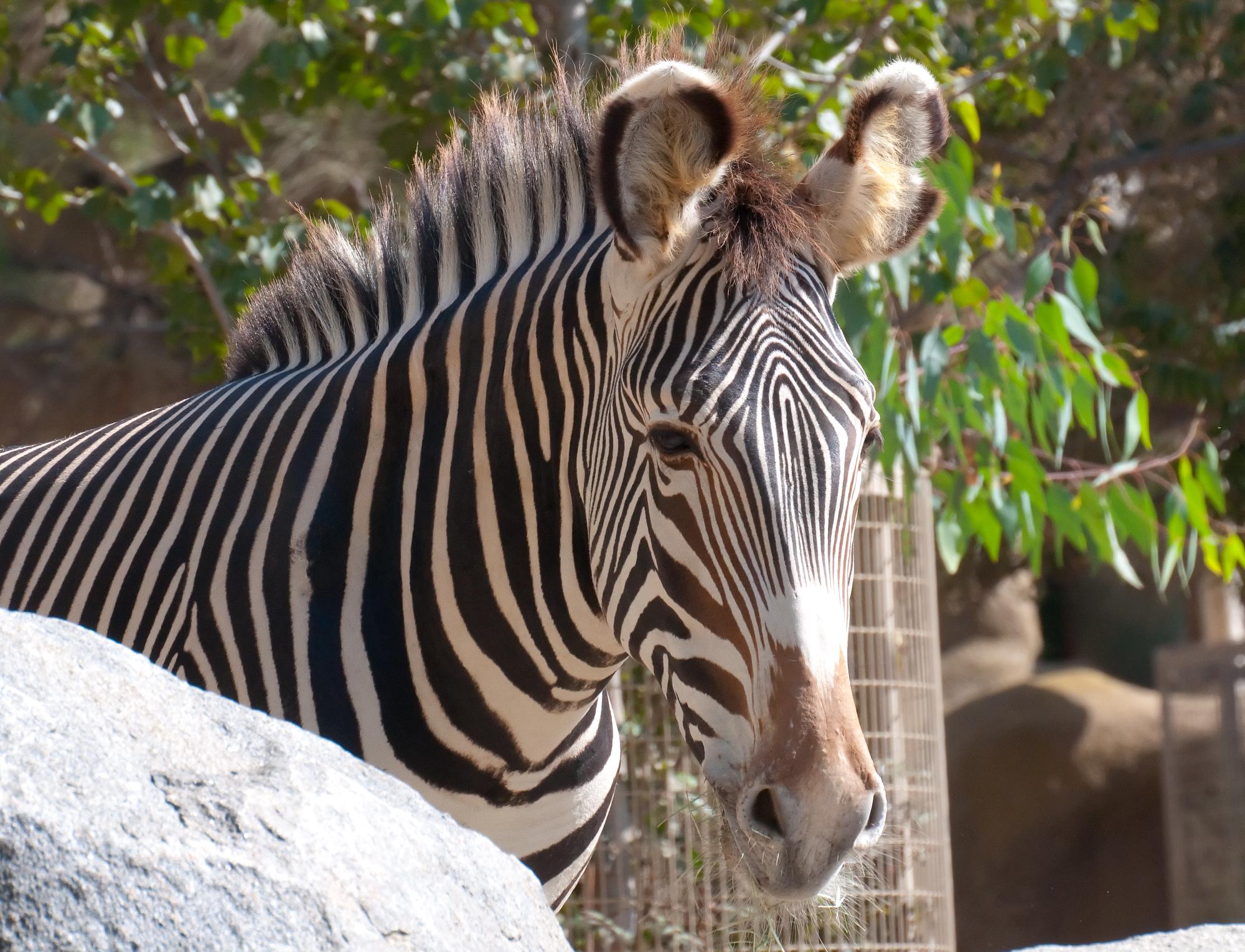 ./20110327_Grevys_Zebra_San_Diego_Zoo.jpg