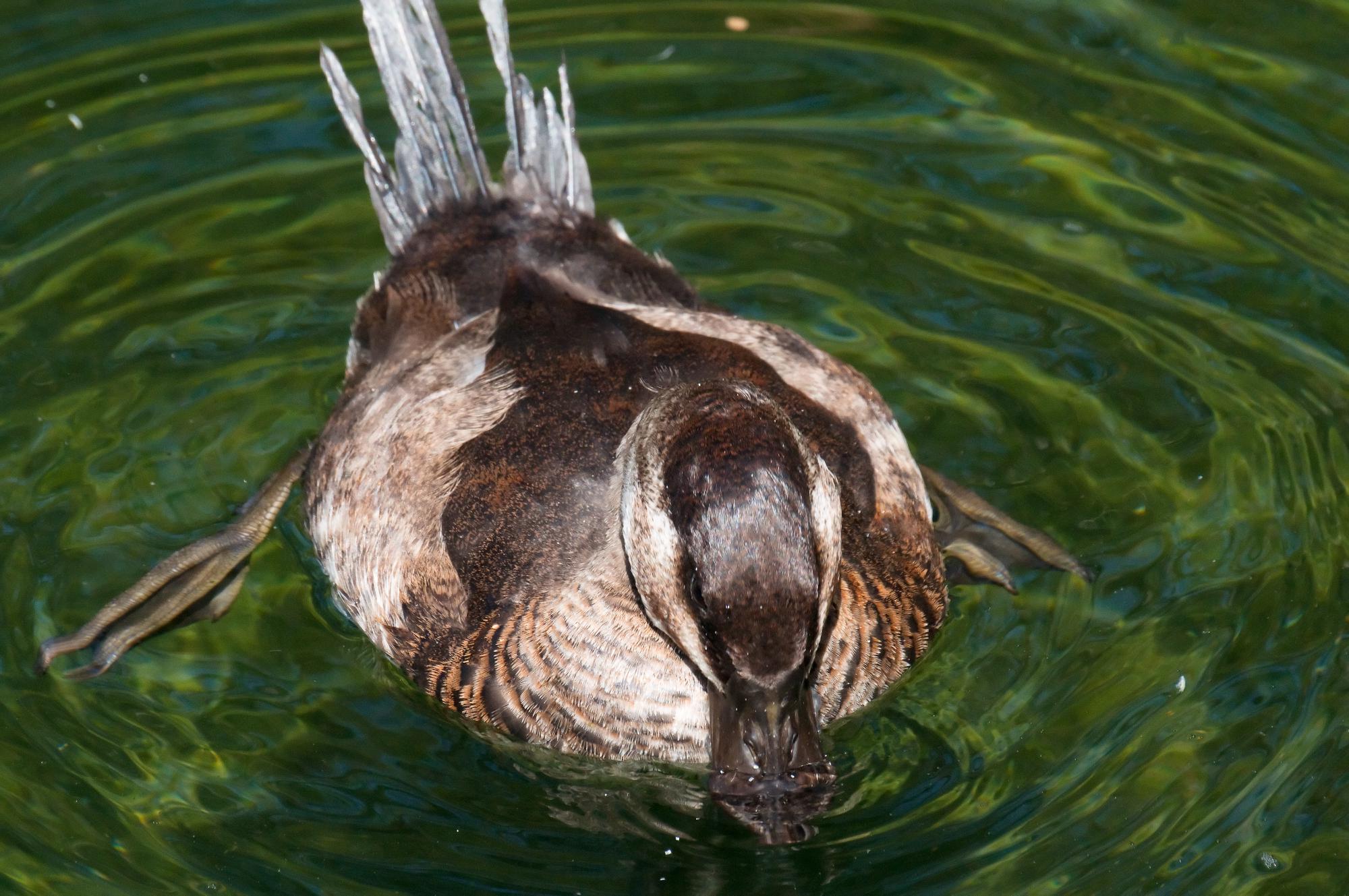 ./20110329_Female_Duck_San_Diego_Zoo.jpg