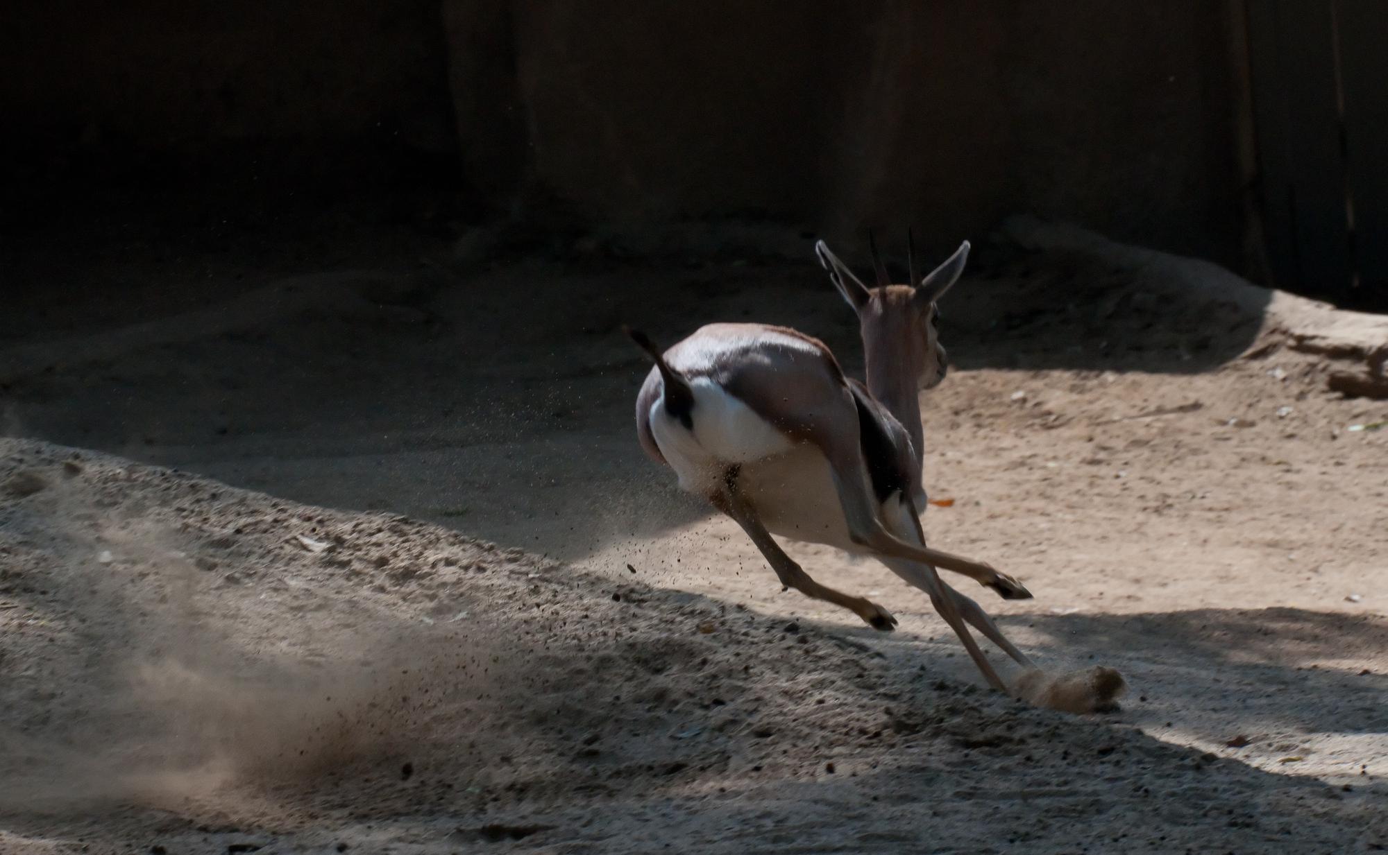 ./20110330_Speckes_Gazelle_Pronking_San_Diego_Zoo.jpg