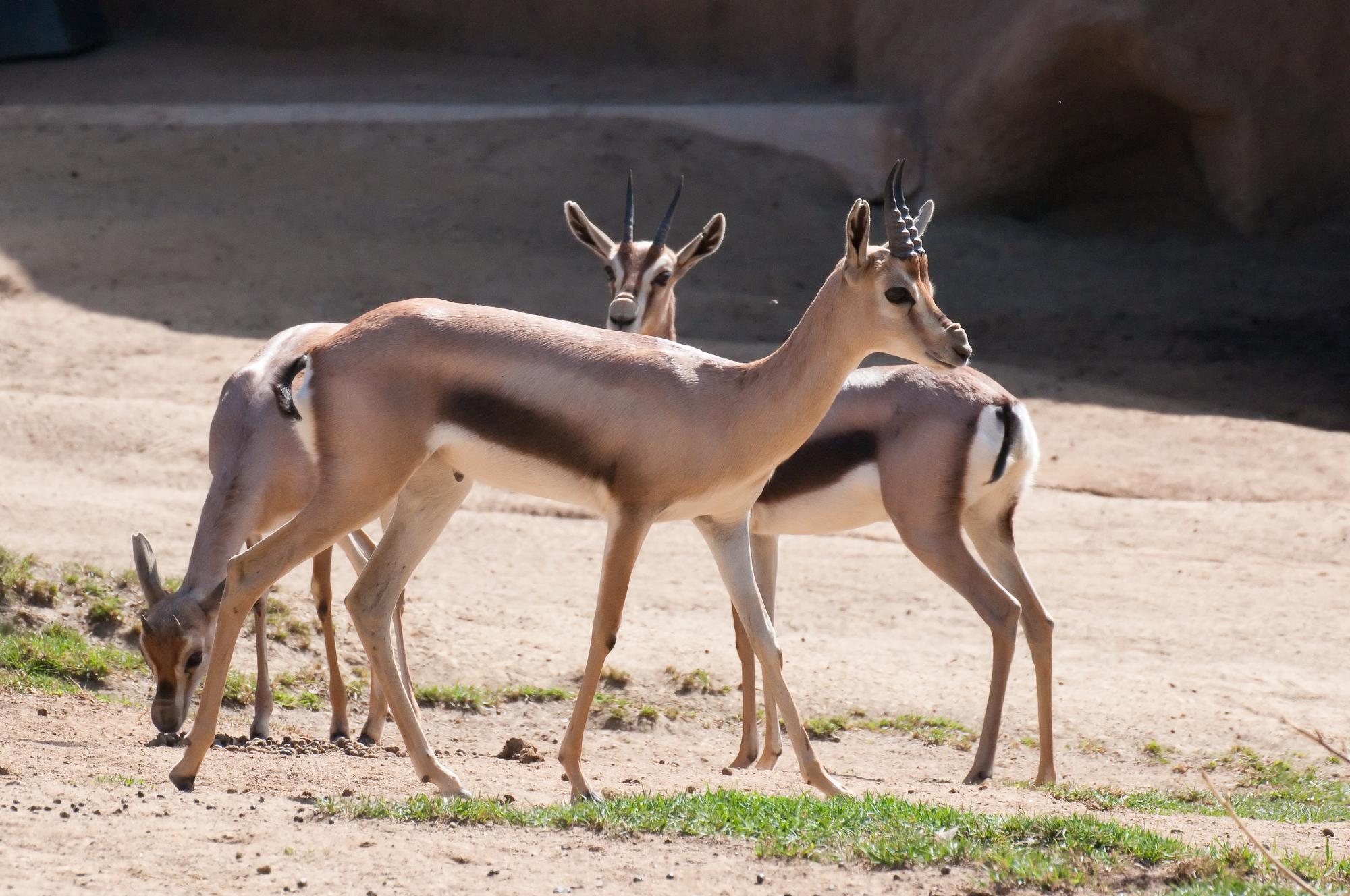 ./20110331_Group_Of_Spekes_Gazelle_San_Diego_Zoo.jpg