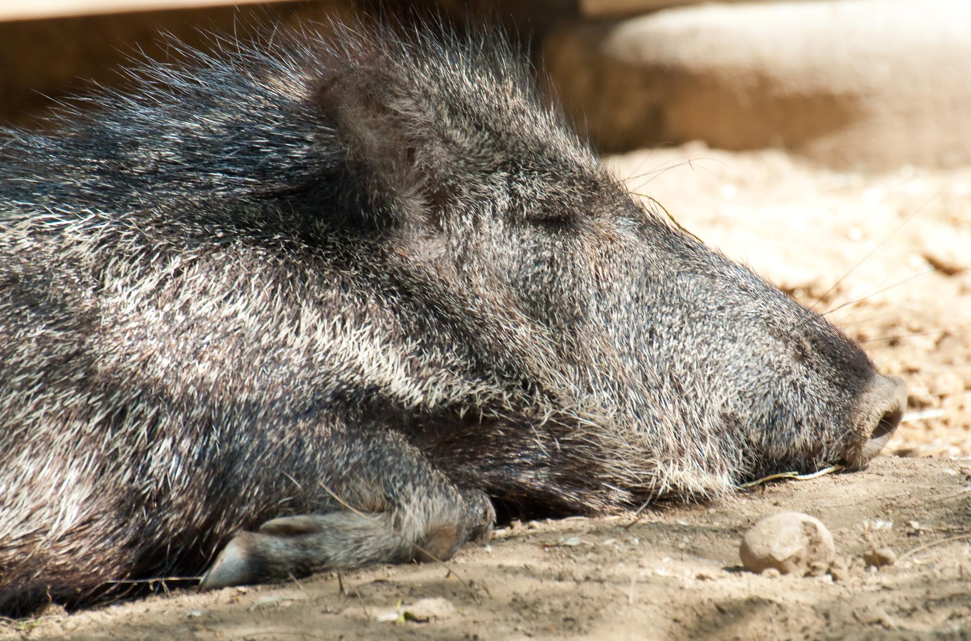 ./20110402_Peccary_San_Diego_Zoo.jpg