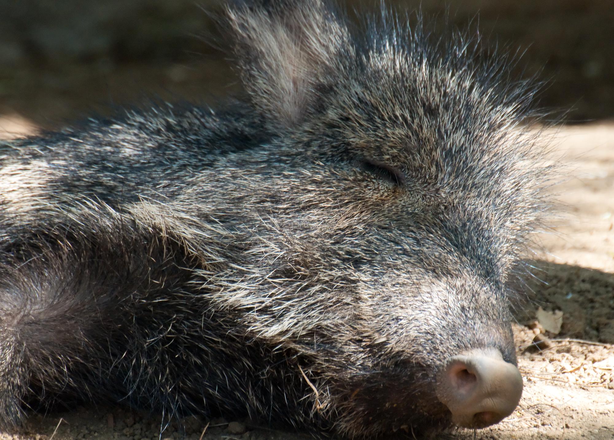 ./20110403_Sweet_Face_Chacoan_Peccary_San_Diego_Zoo.jpg