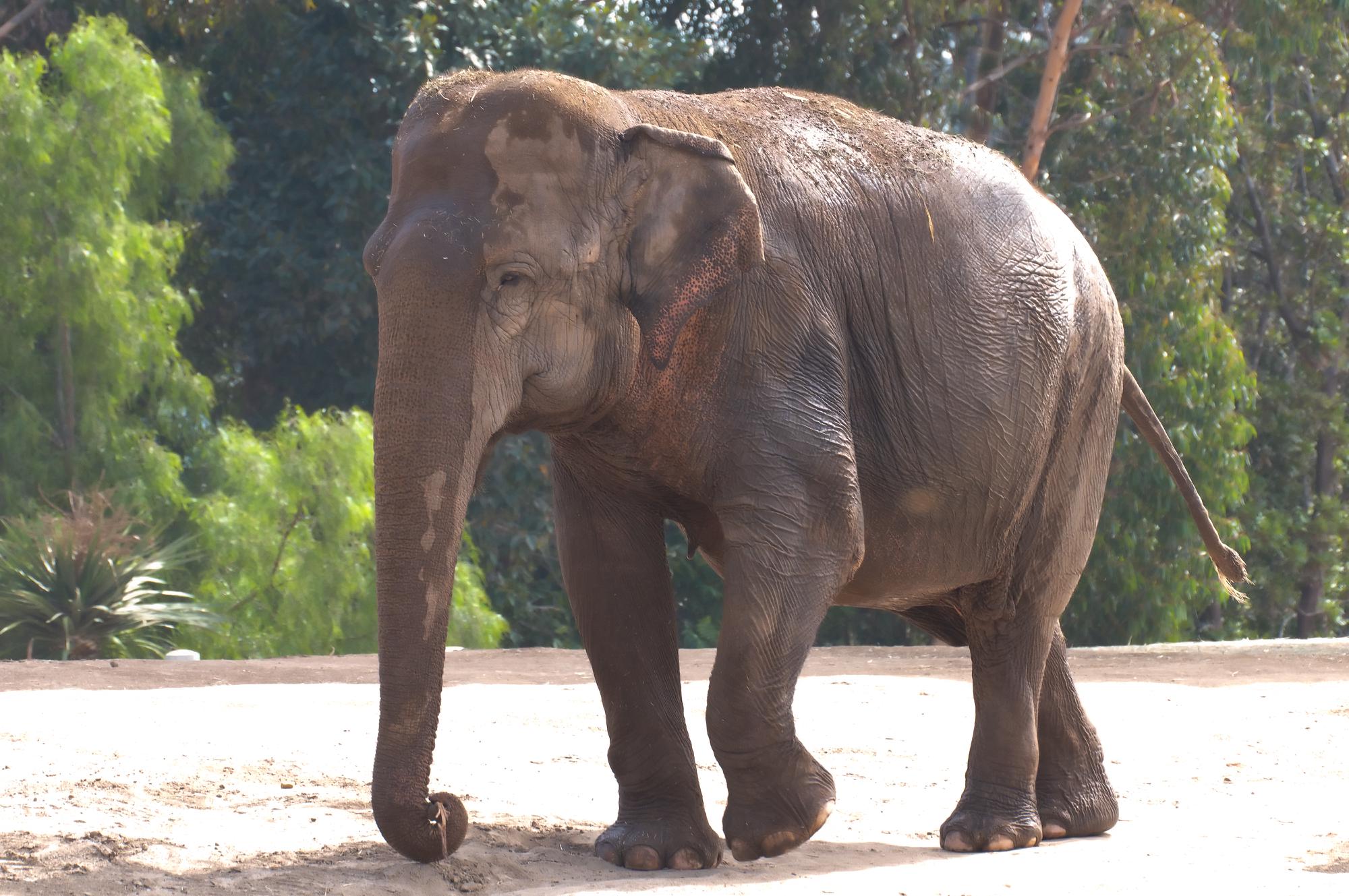 ./20110405_Asian_Elephant_San_Diego_Zoo.jpg