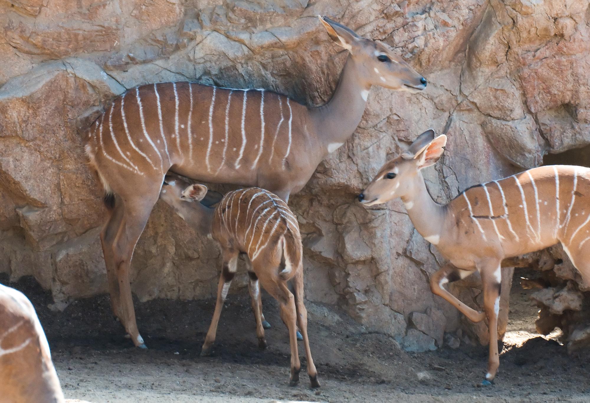 ./20110406_Lowland_Nyala_San_Diego_Zoo.jpg