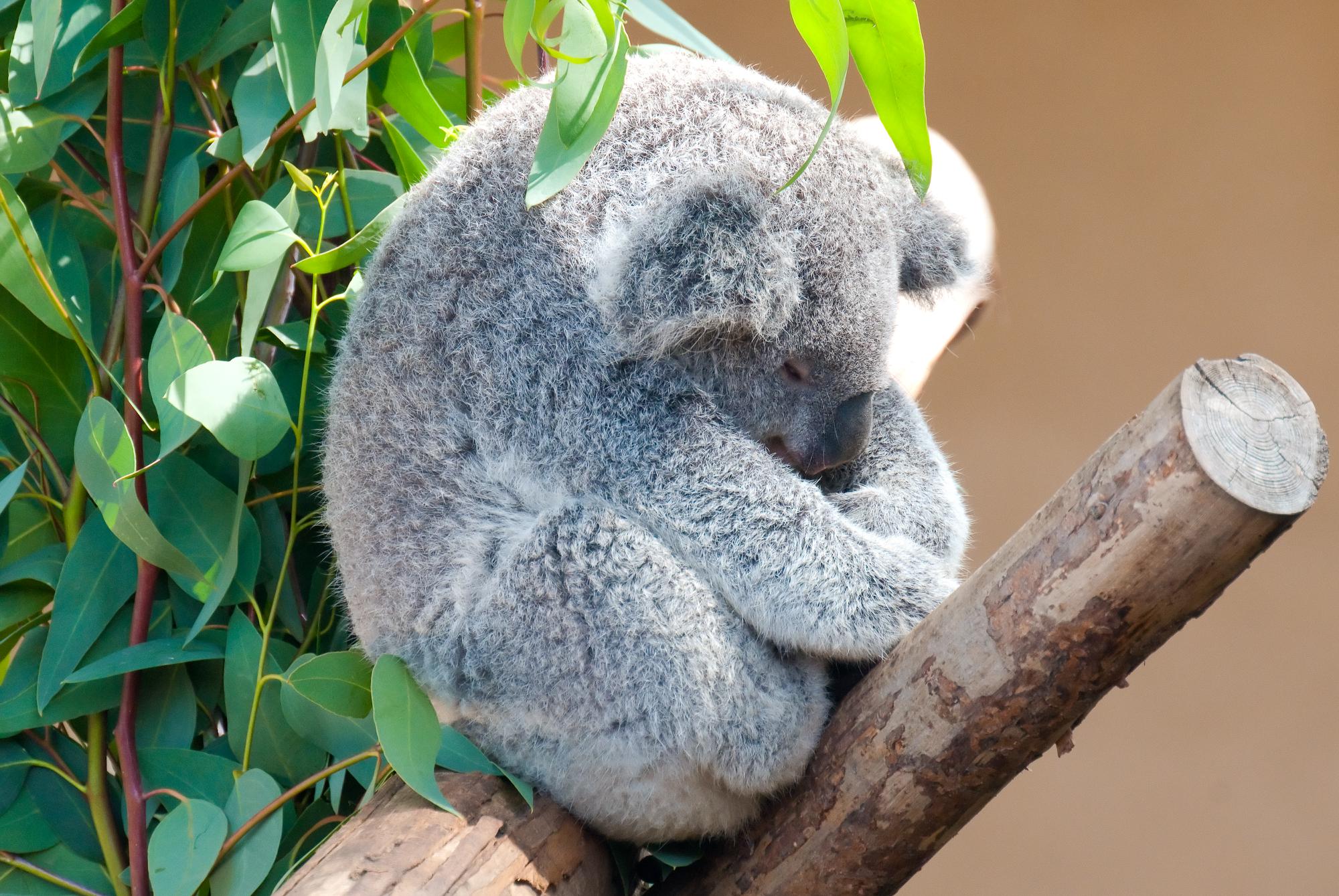 ./20110409_Koala_San_Diego_Zoo.jpg