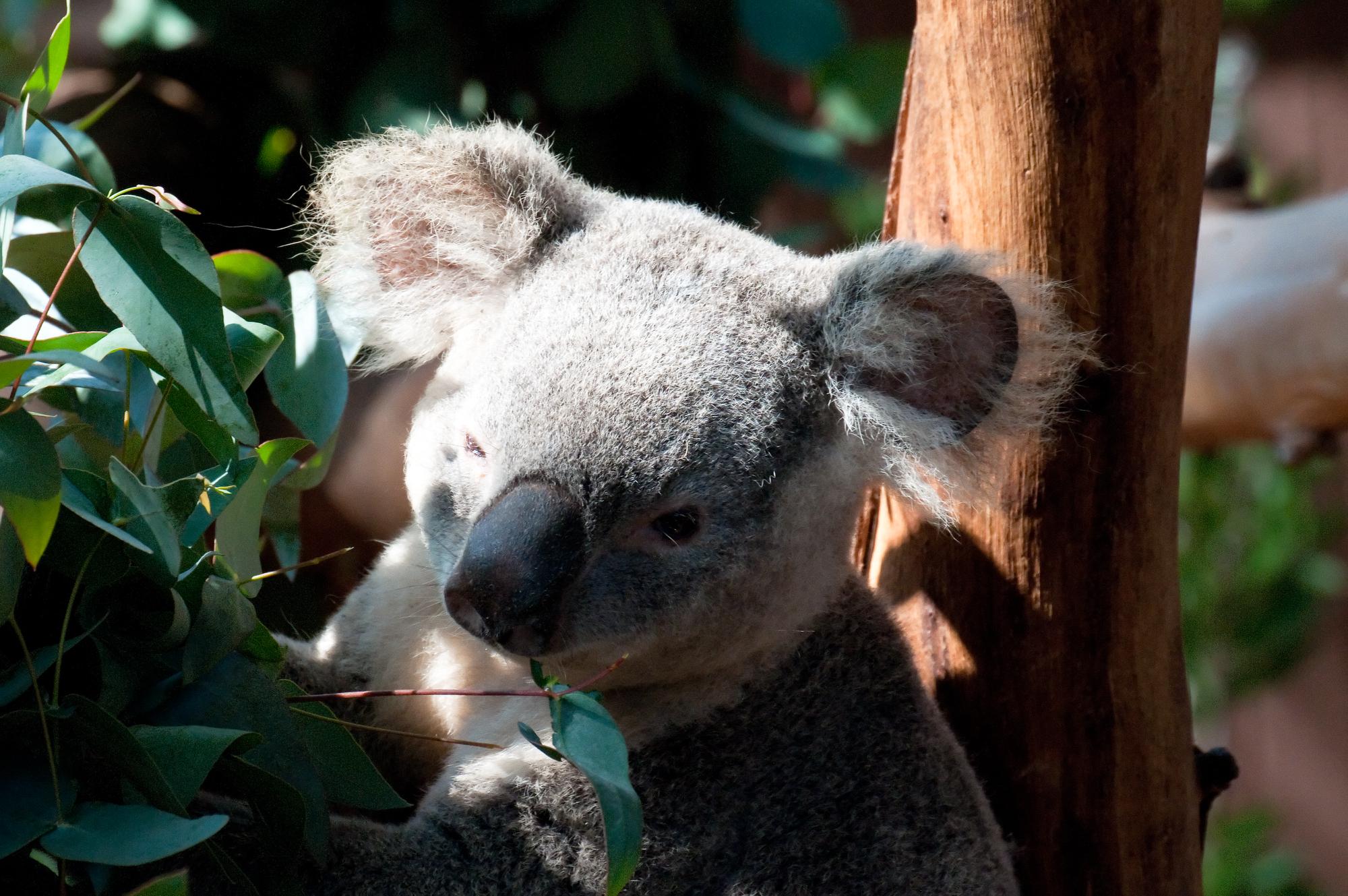 ./20110410_Koala_Feeding_San_Diego_Zoo.jpg