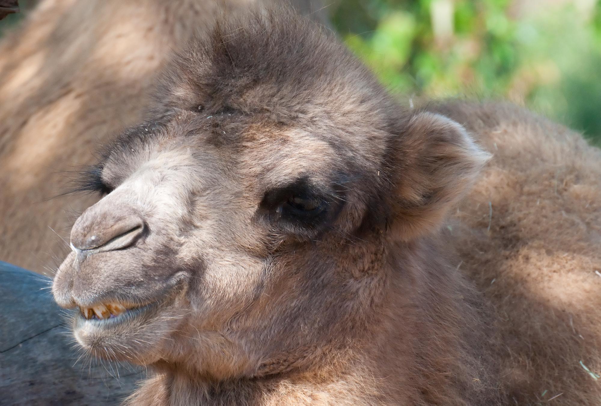 ./20110411_Domestic_Bactrian_Camel_San_Diego_Zoo.jpg