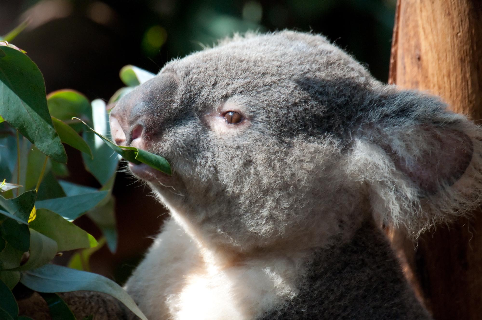 ./20110412_Koala_Closeup_San_Diego_Zoo.jpg