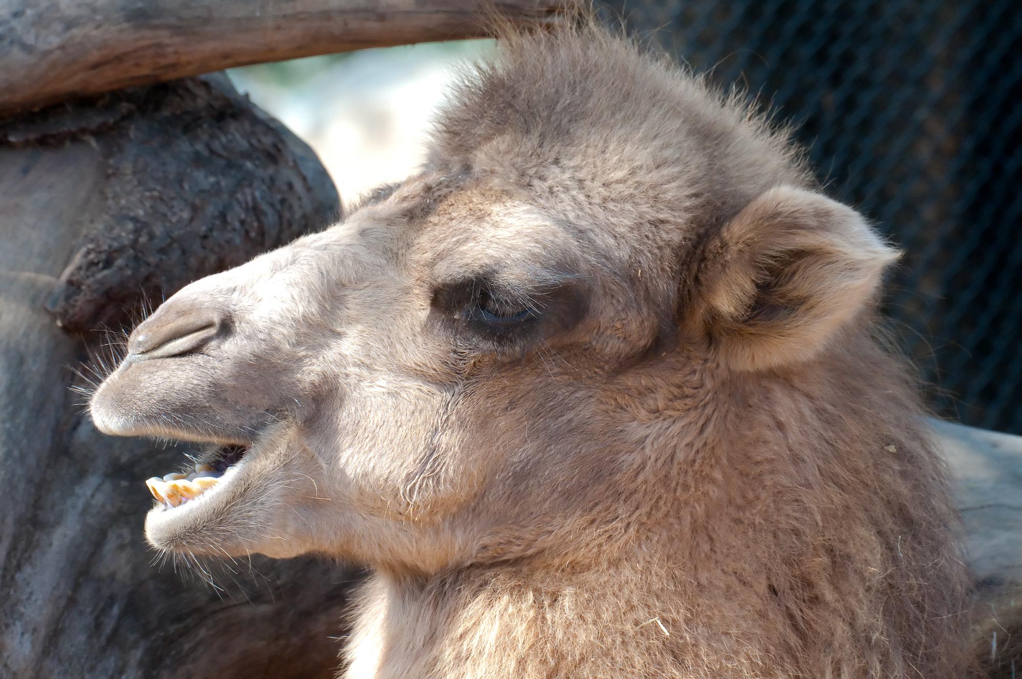 ./20110414_Vocalizing_Domestic_Bactrian_Camel_San_Diego_Zoo.jpg