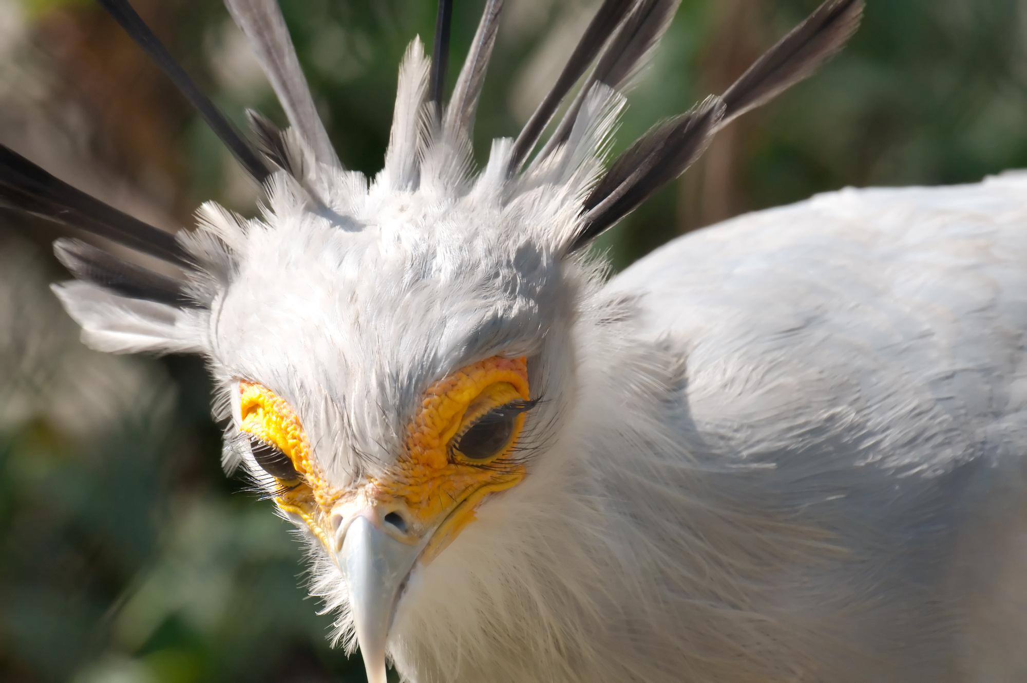 ./20110416_Secretary_Bird_San_Diego_Zoo.jpg